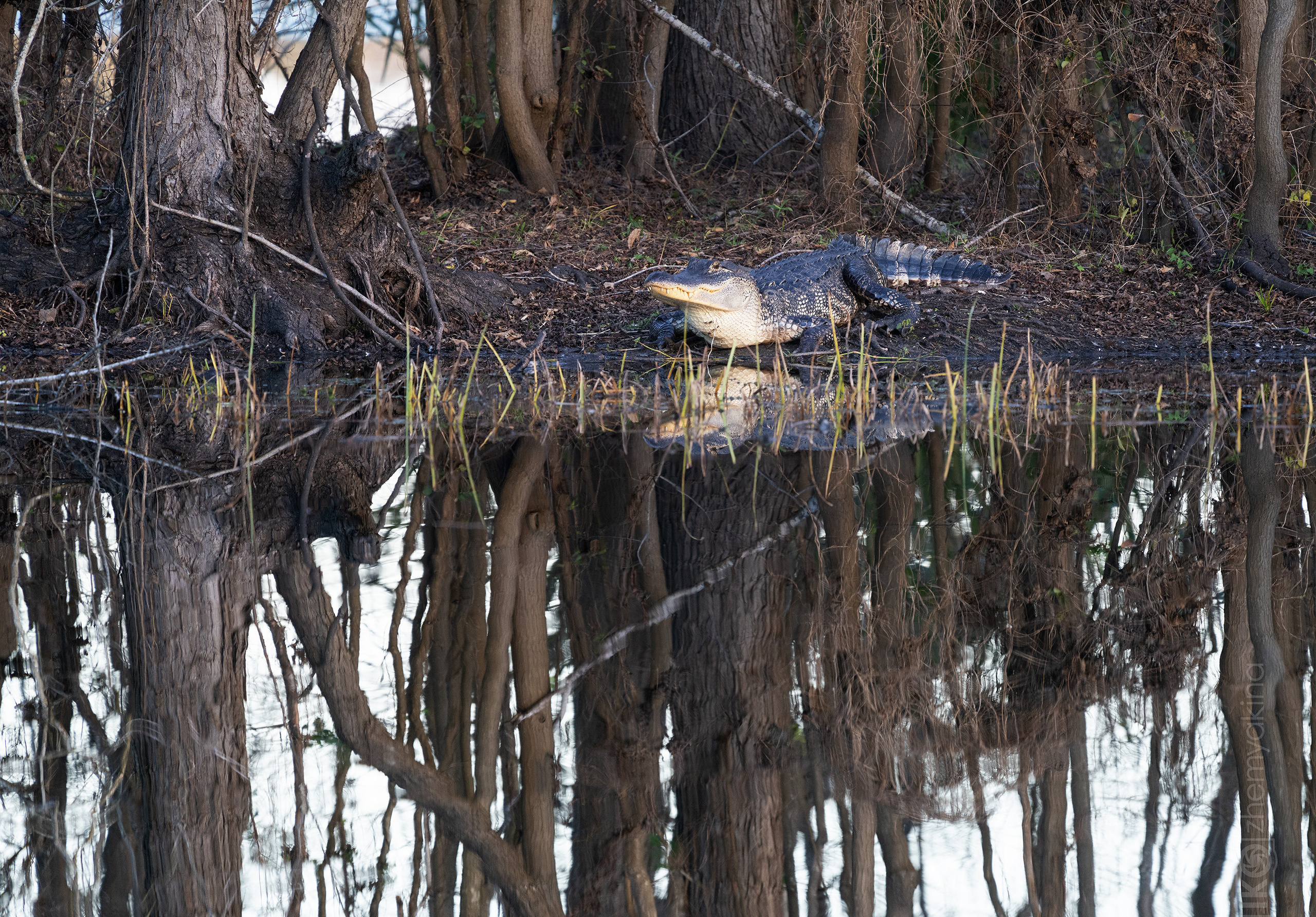 Brazos Bend State Park — Texas Parks and Wildlife. Photographer Irina Kozhemyakina. Houston