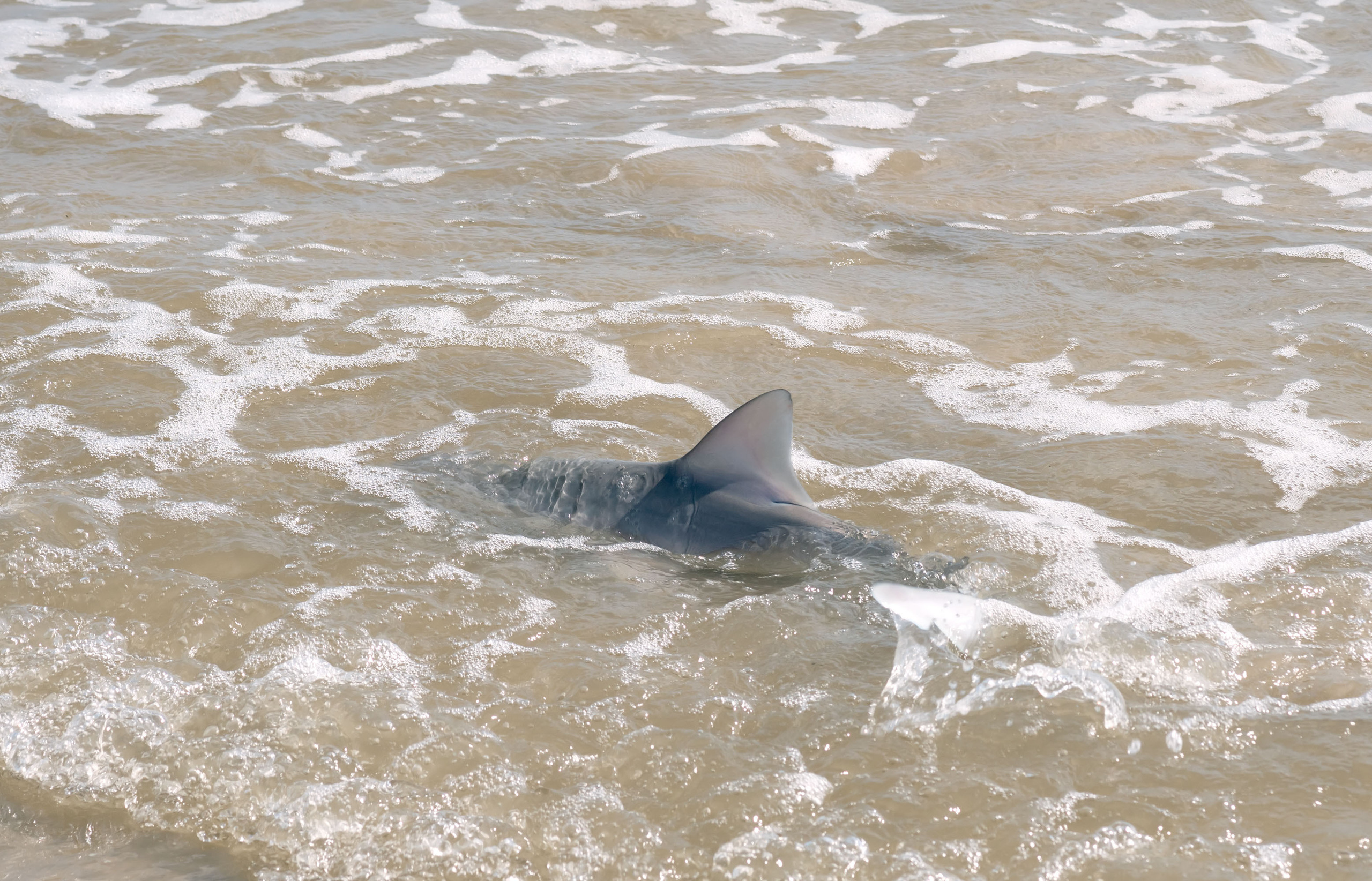2017-10-15, Montagorda, sharks. Photographer Irina Kozhemyakina. Houston