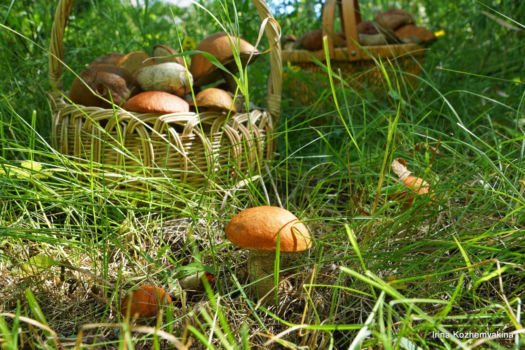 2014-08-10, Mushrooms. Photographer Irina Kozhemyakina. Houston