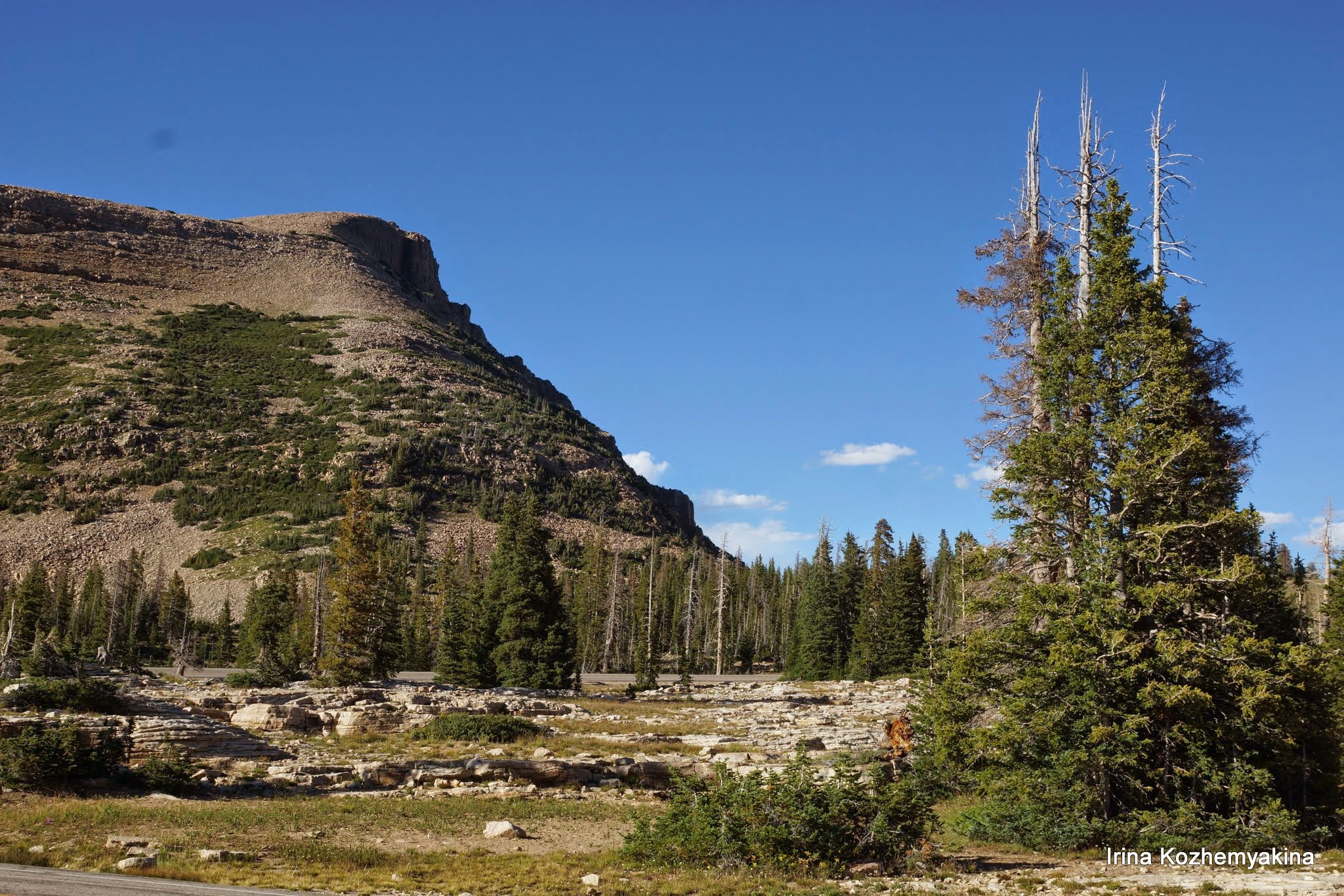 2014-08-10, Mushrooms. Photographer Irina Kozhemyakina. Houston