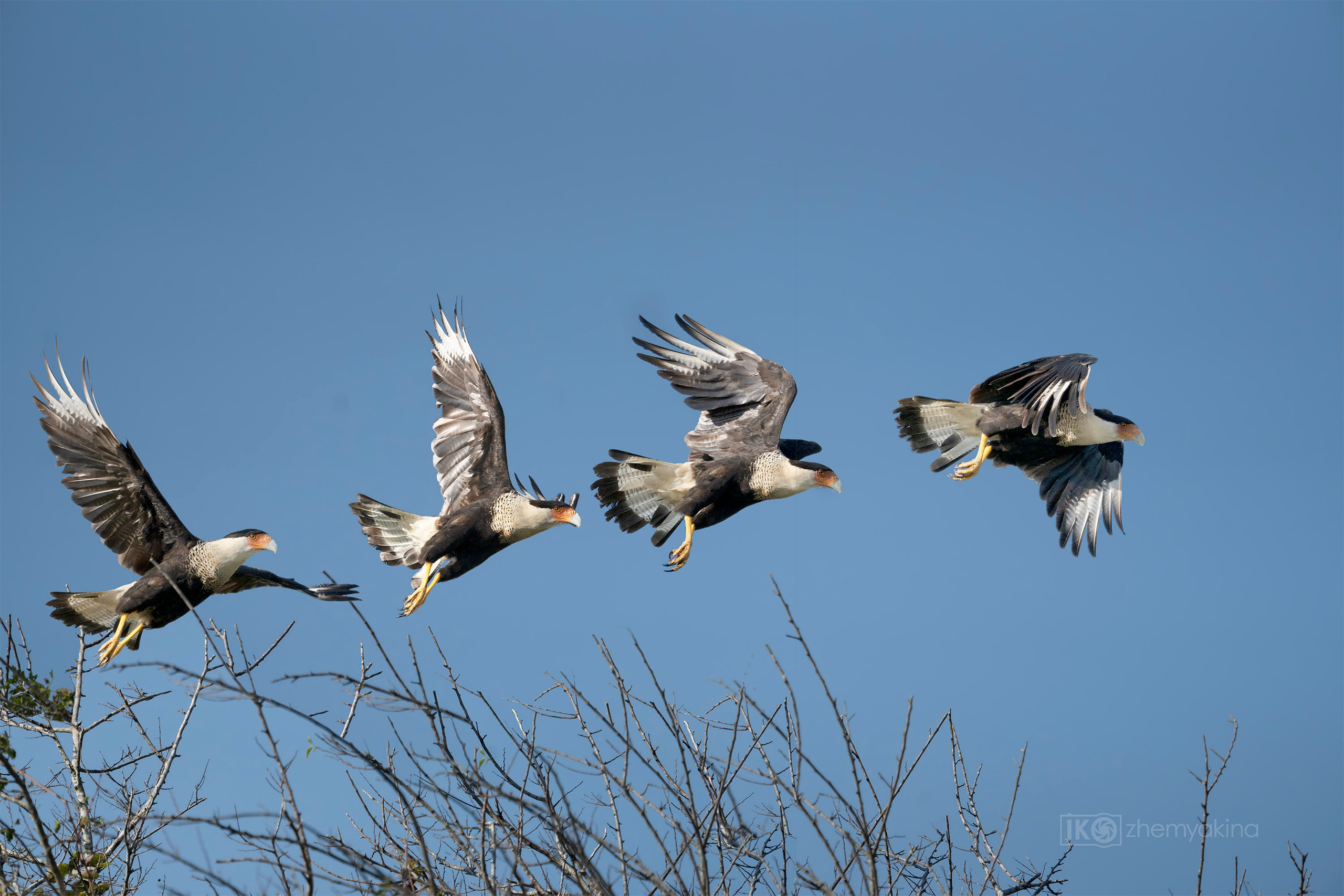 San Bernard National Wildlife. Photographer Irina Kozhemyakina. Houston
