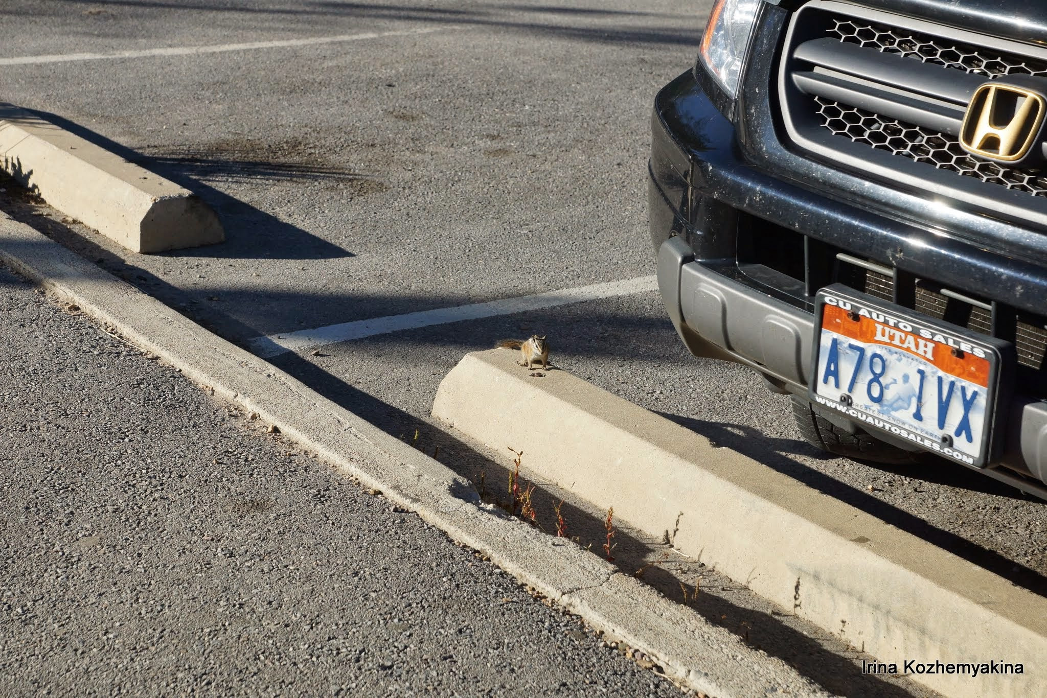 2014-08-10, Mushrooms. Photographer Irina Kozhemyakina. Houston