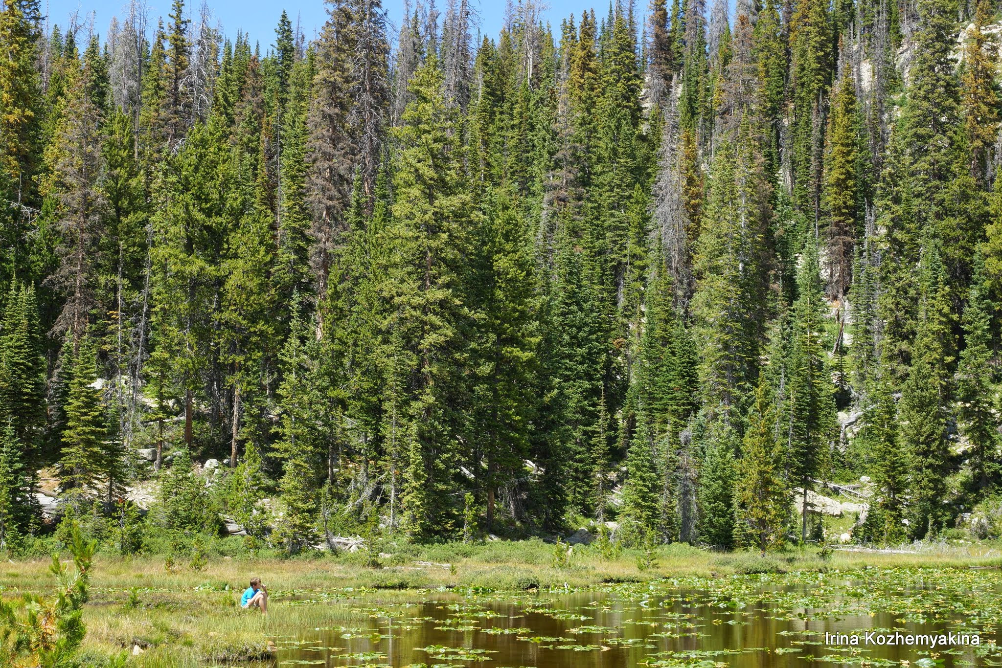 2014-08-10, Mushrooms. Photographer Irina Kozhemyakina. Houston