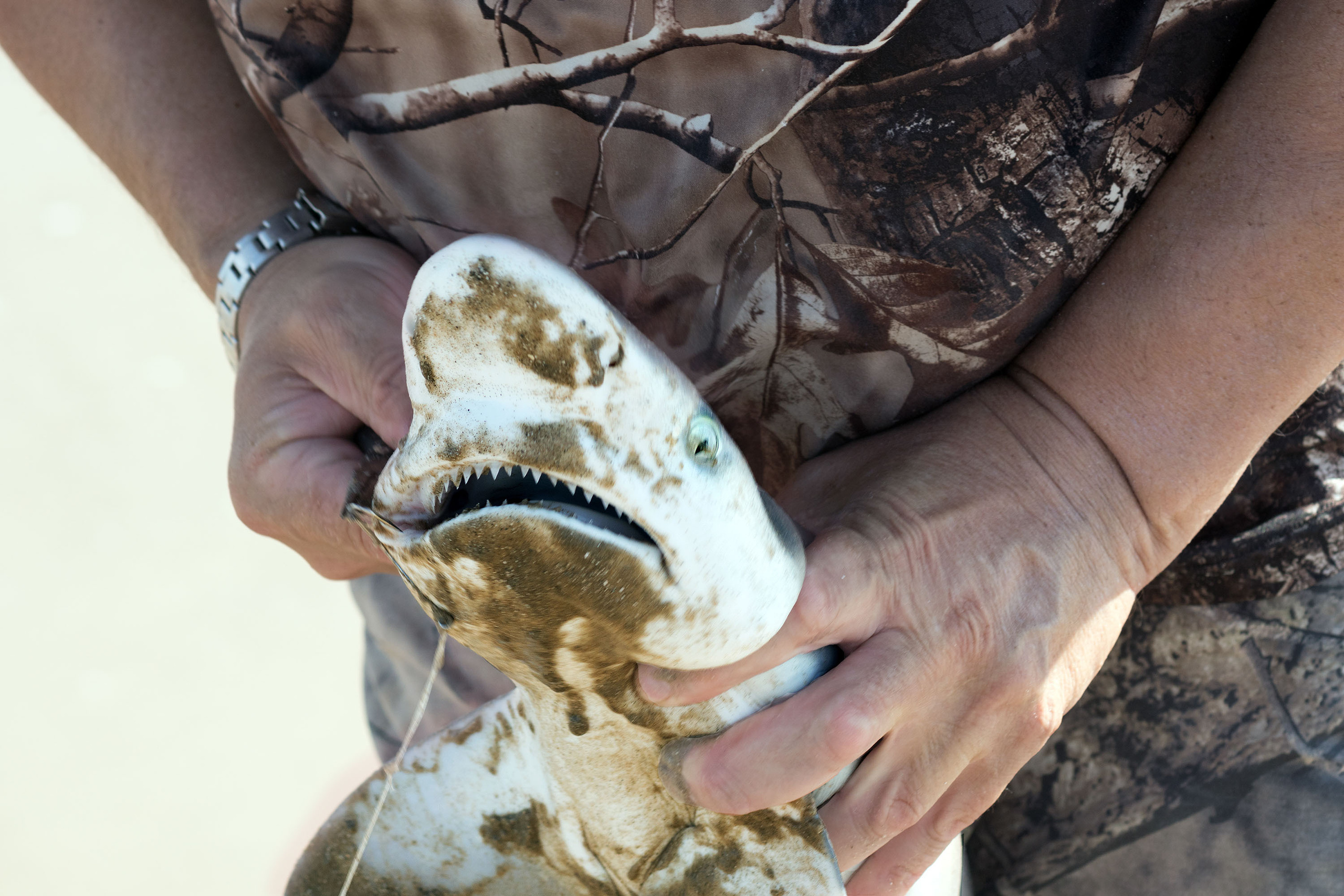 2017-10-15, Montagorda, sharks. Photographer Irina Kozhemyakina. Houston
