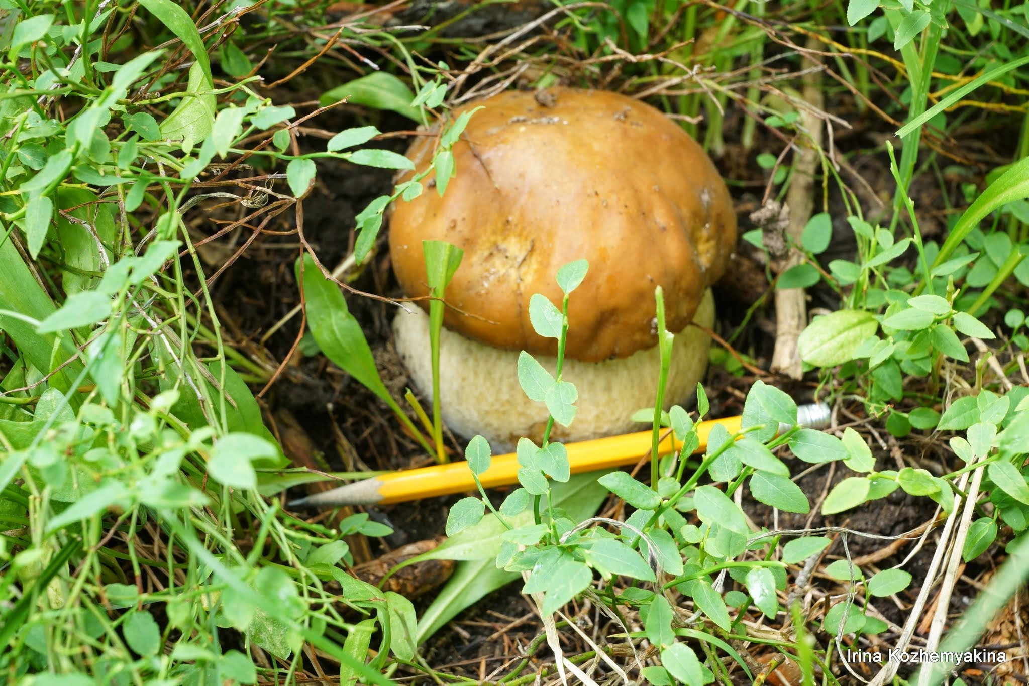 2014-08-10, Mushrooms. Photographer Irina Kozhemyakina. Houston