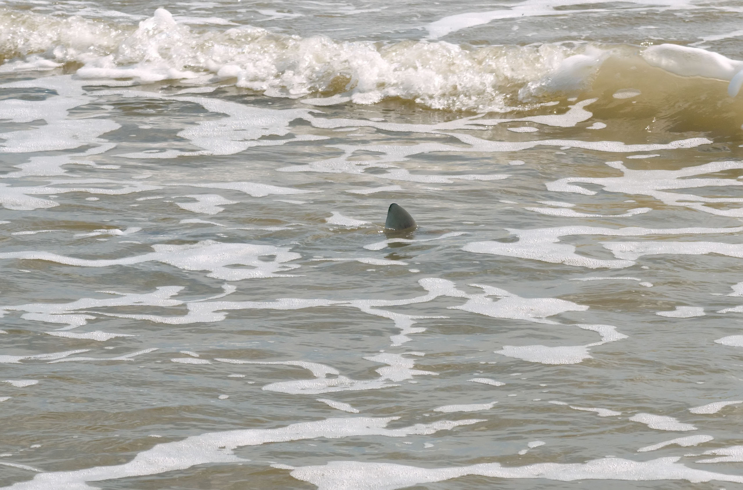 2017-10-15, Montagorda, sharks. Photographer Irina Kozhemyakina. Houston