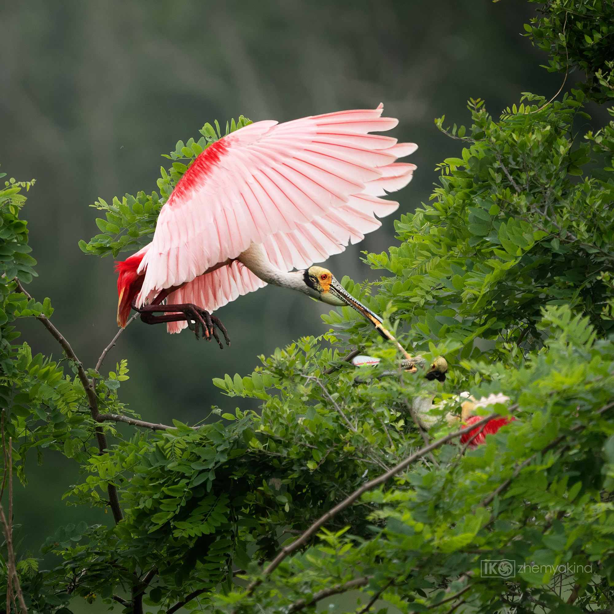 Smith Oaks Sanctuary. Photographer Irina Kozhemyakina. Houston