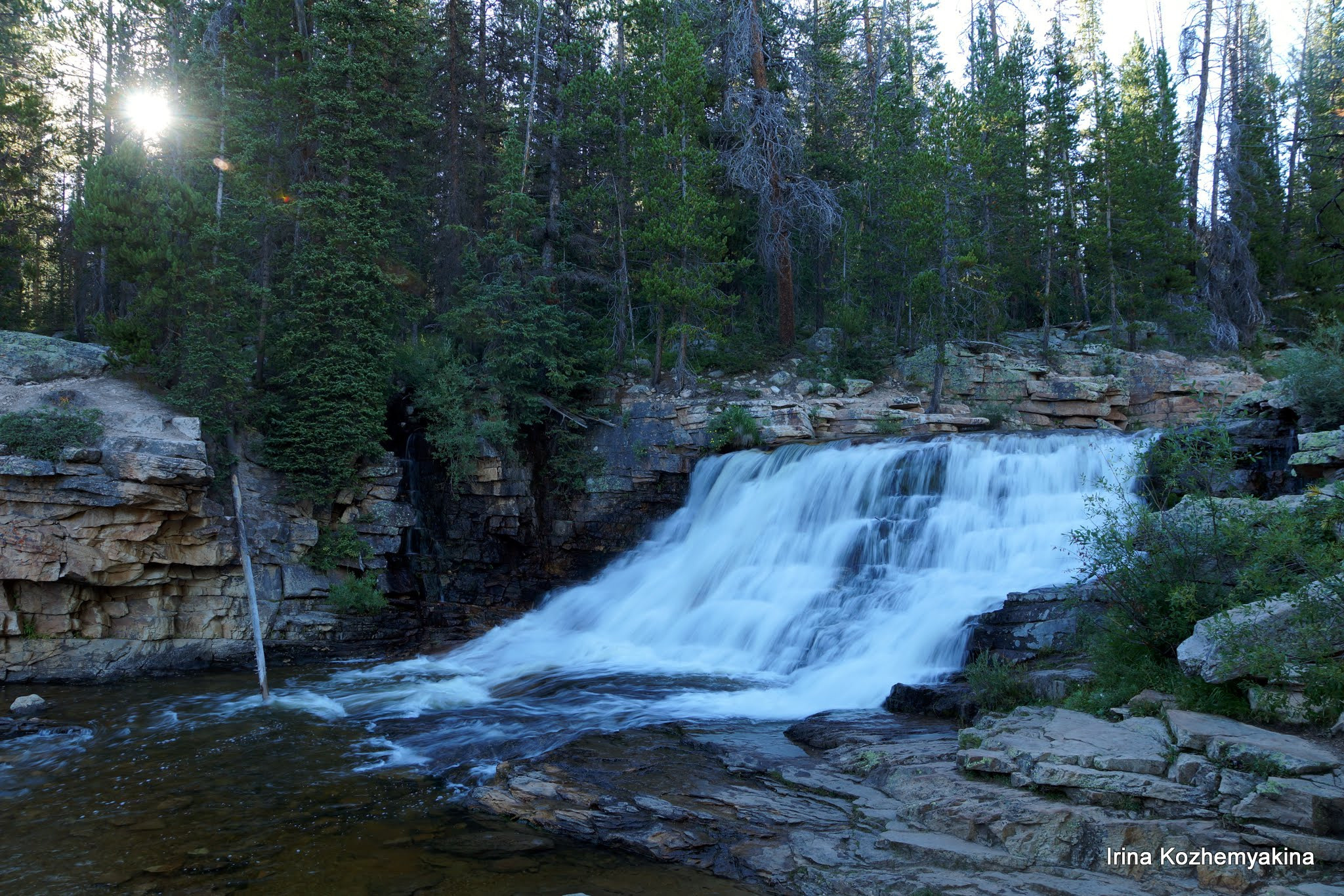 2014-08-10, Mushrooms. Photographer Irina Kozhemyakina. Houston