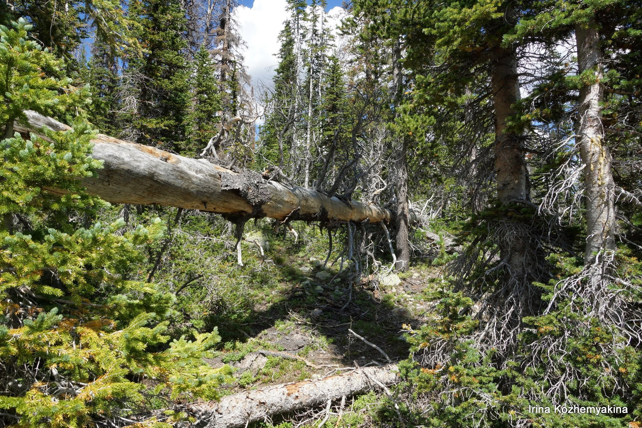 2014-08-10, Mushrooms. Photographer Irina Kozhemyakina. Houston