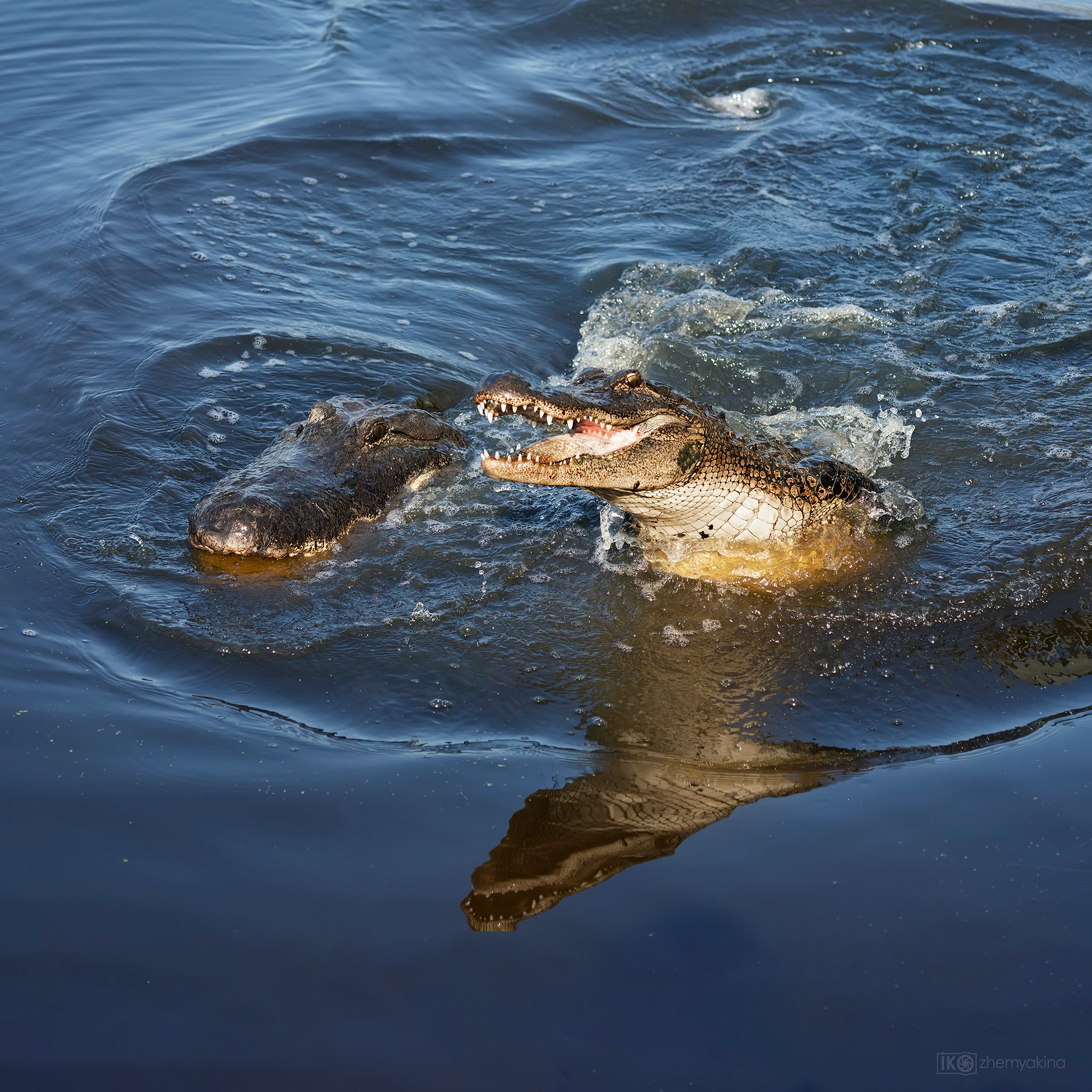 San Bernard National Wildlife. Photographer Irina Kozhemyakina. Houston
