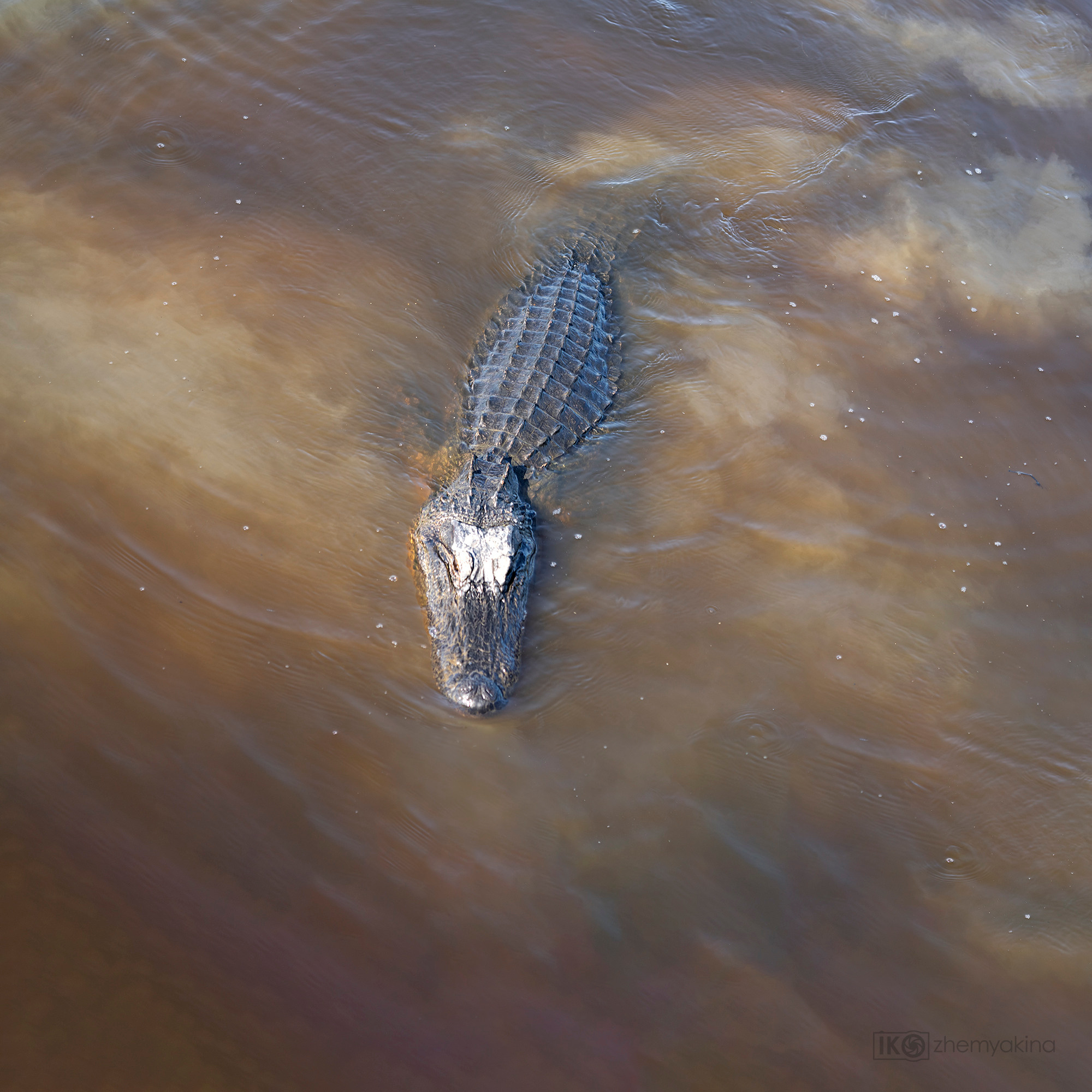 San Bernard National Wildlife. Photographer Irina Kozhemyakina. Houston