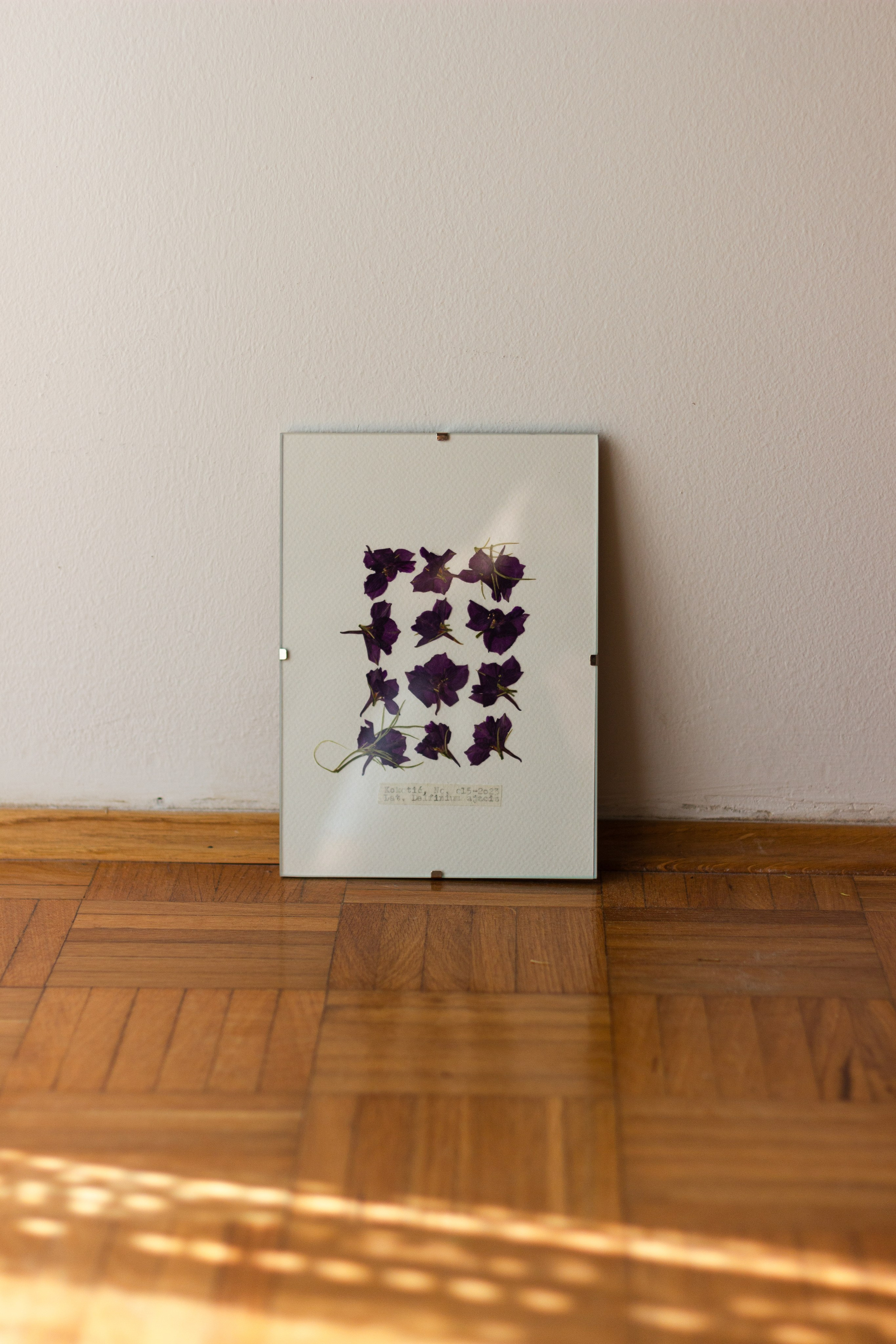 Herbarij, presa, okvir, slika, ručni rad, herbarium, art, umjetnost, home made, artistic