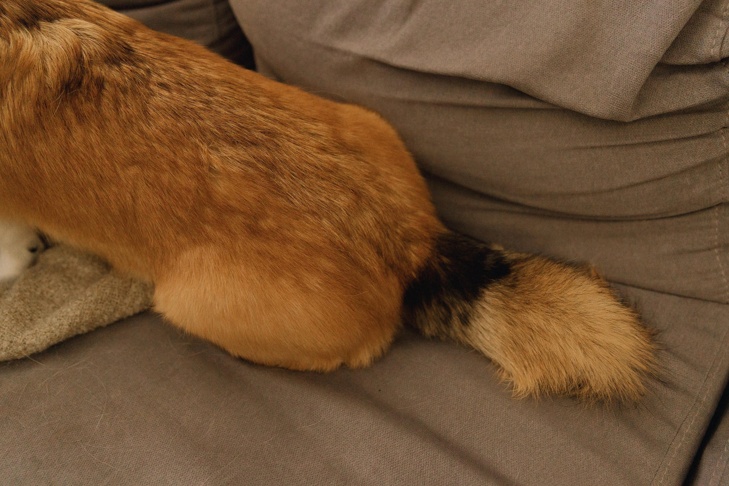 Dasha & Daisy. Kaja | fotograf psów we Wrocławiu