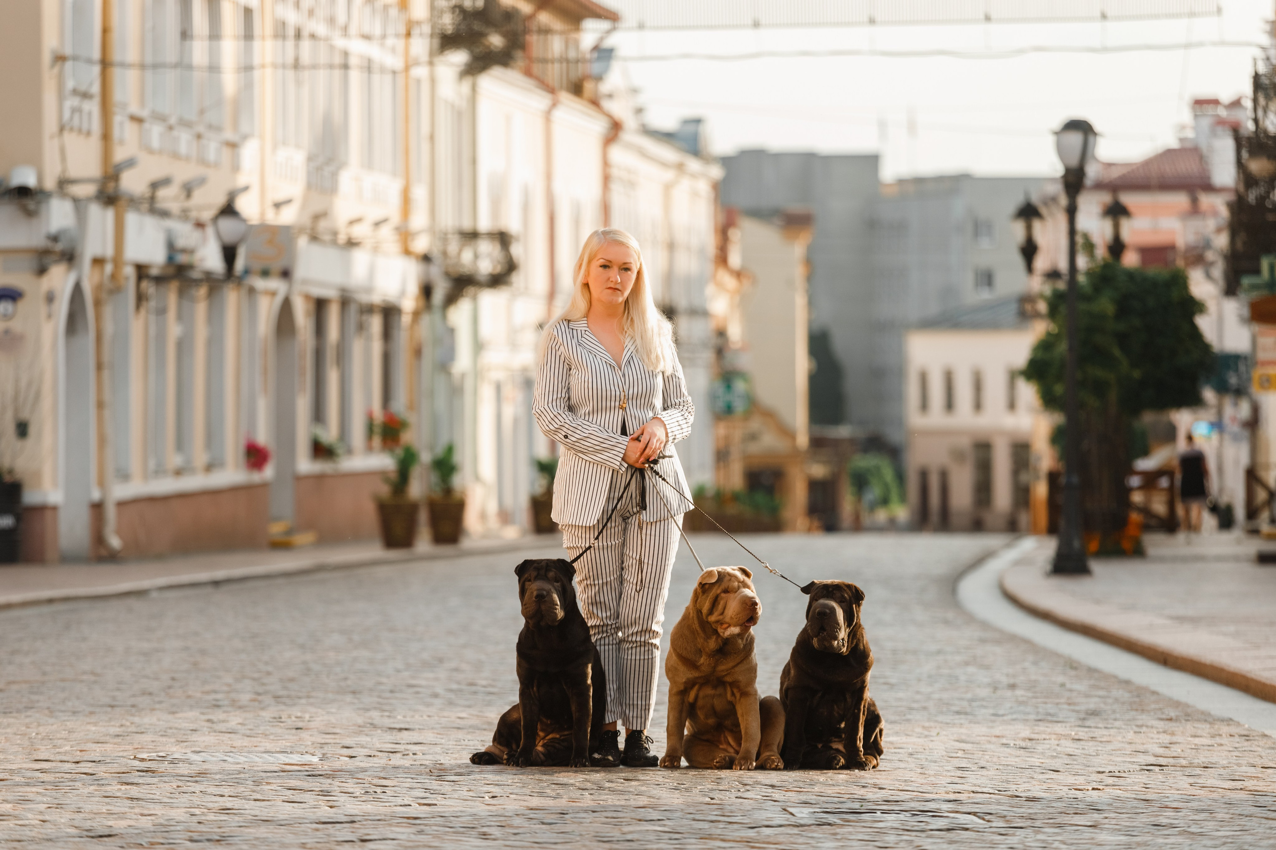 Shar pei in the city. Kaja | fotograf psów we Wrocławiu
