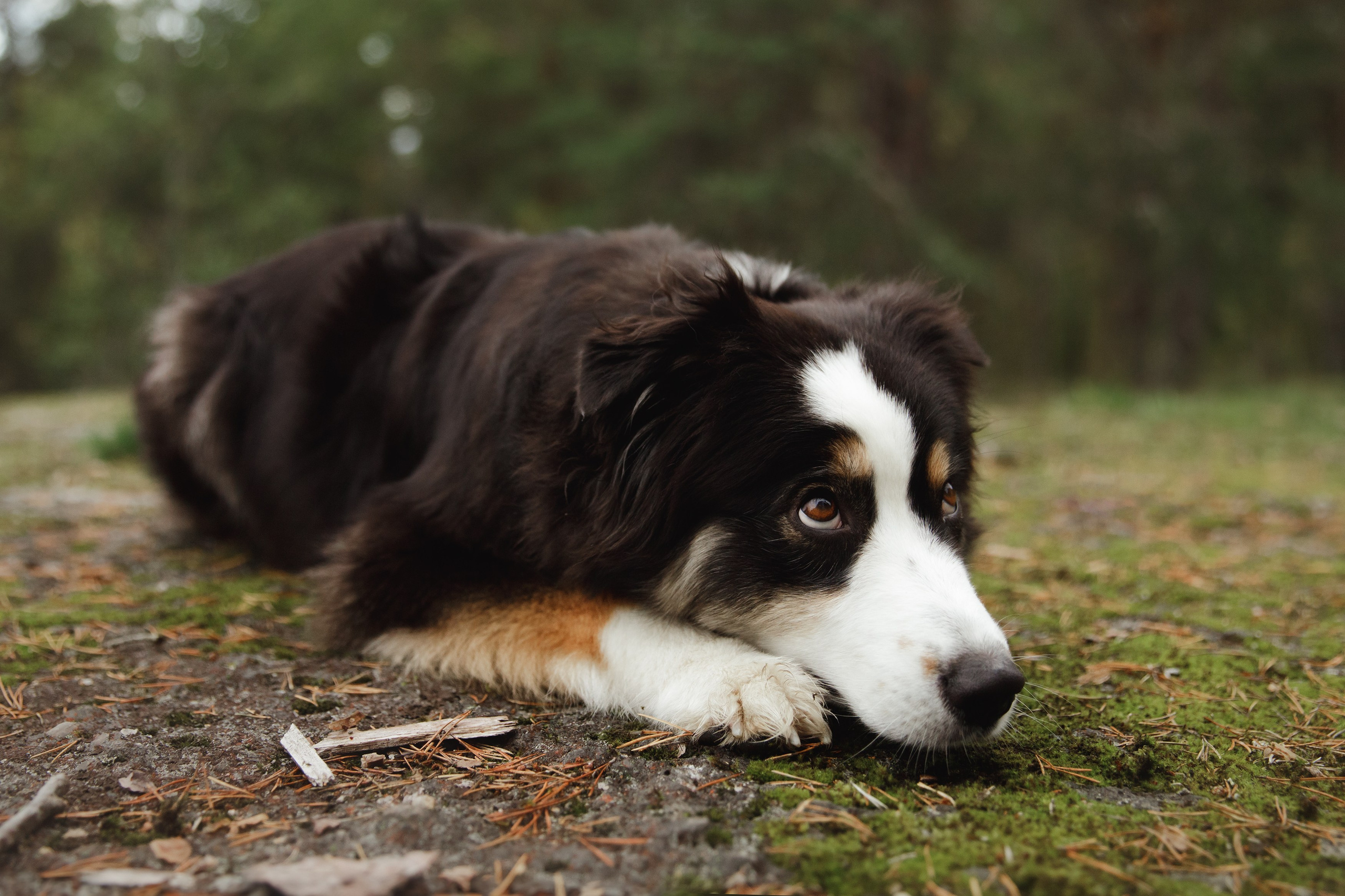 Finnish mossy hills. Kaja | fotograf psów we Wrocławiu
