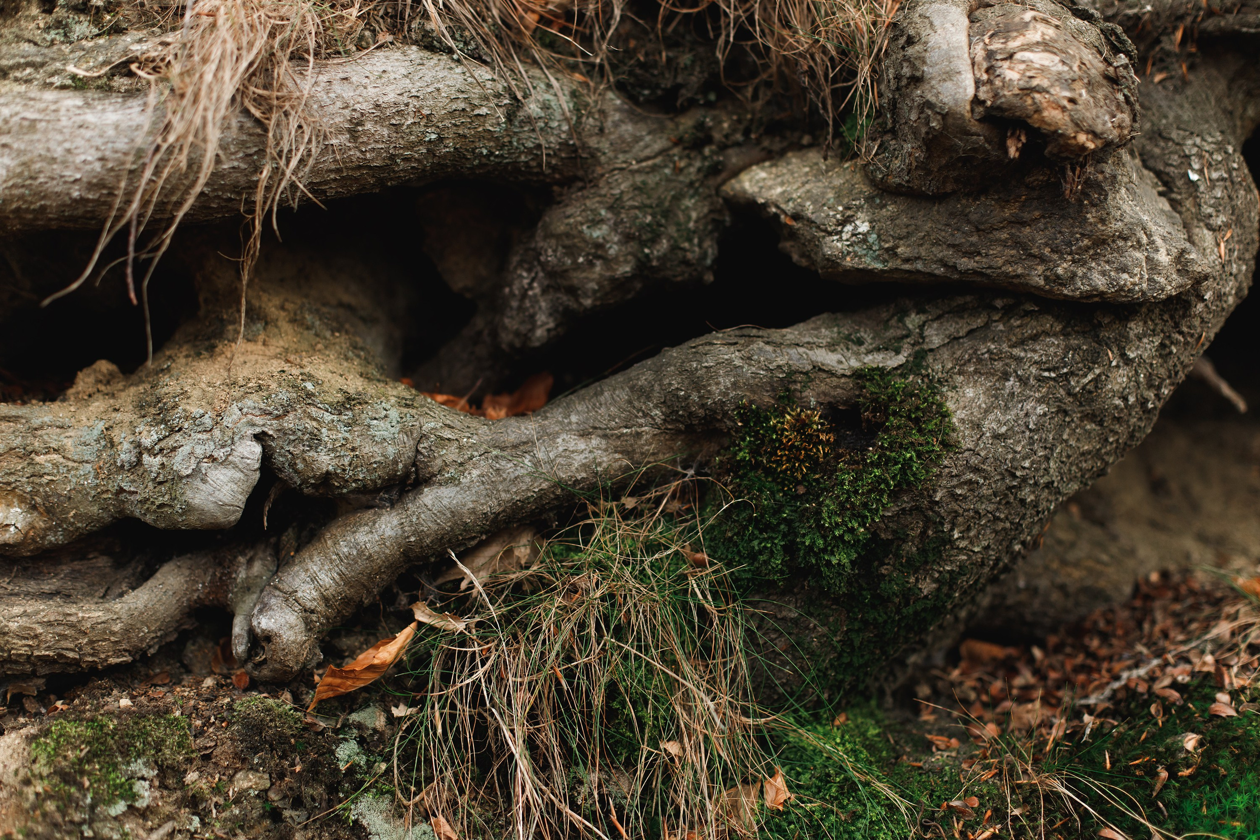 Sowie góry. Kaja | fotograf we Wrocławiu | ludzie i psy