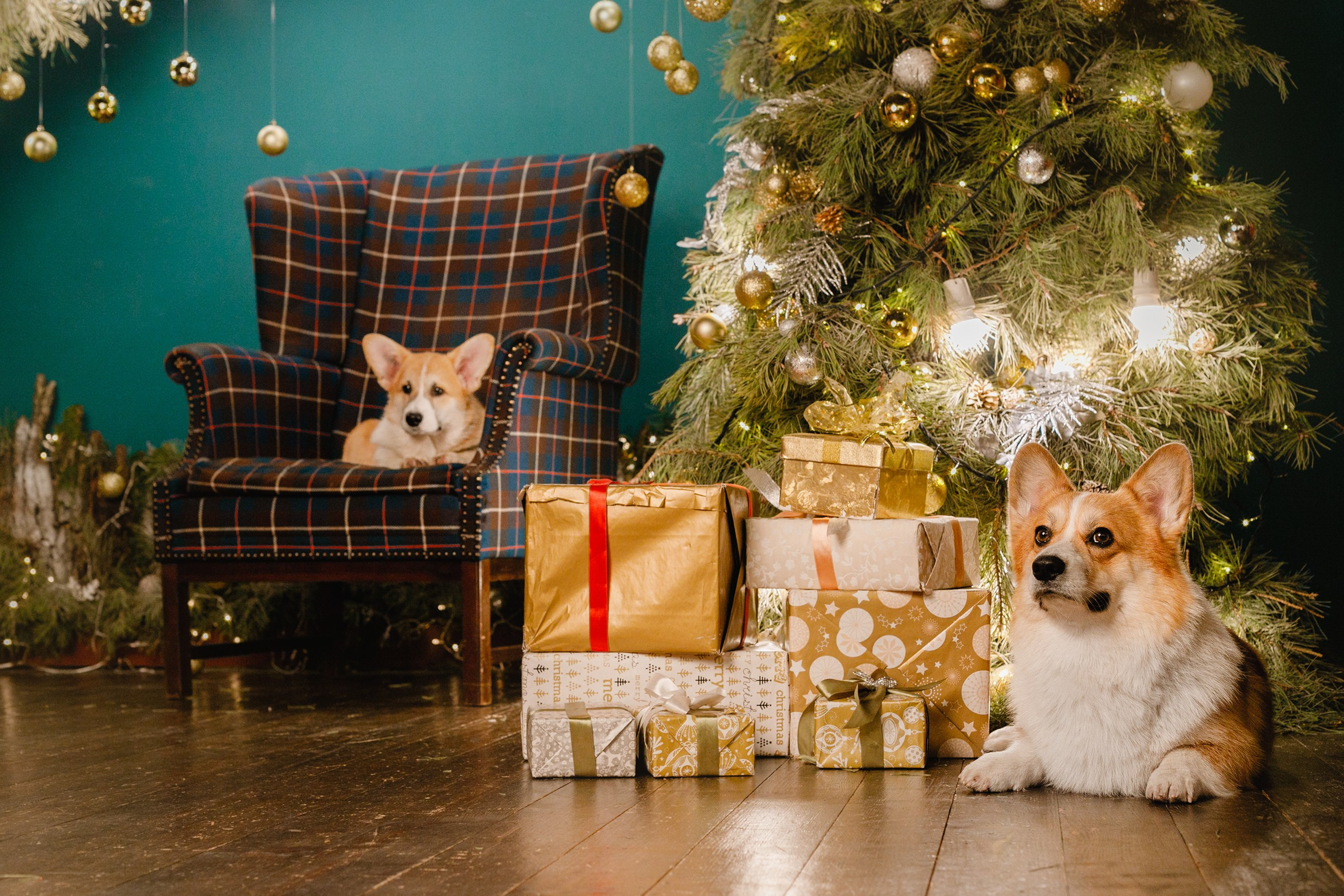 New Year corgis in studio. Kaja | fotograf we Wrocławiu | ludzie i psy