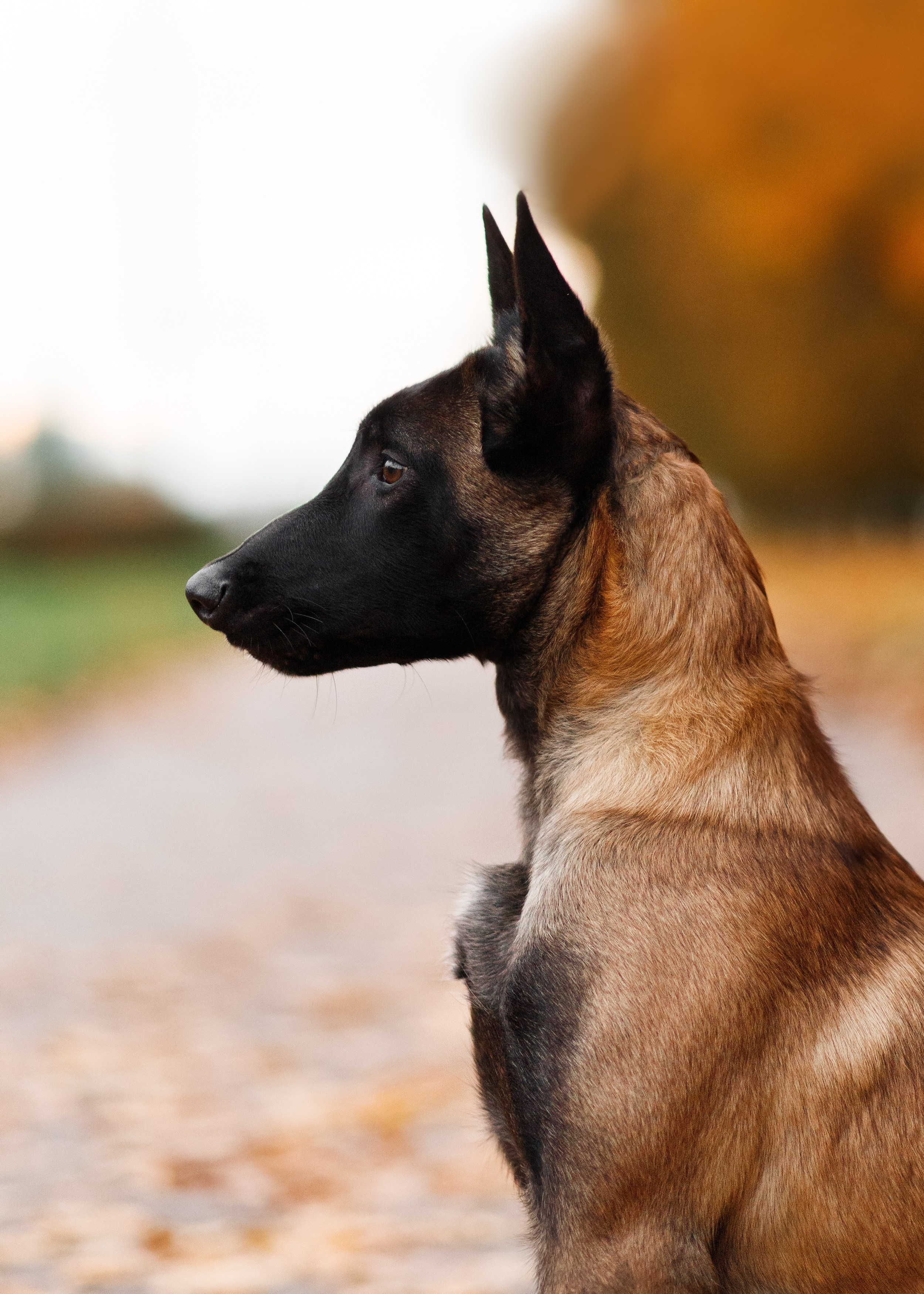 Autumn photo day for dog handler. Kaja | fotograf we Wrocławiu | ludzie i psy