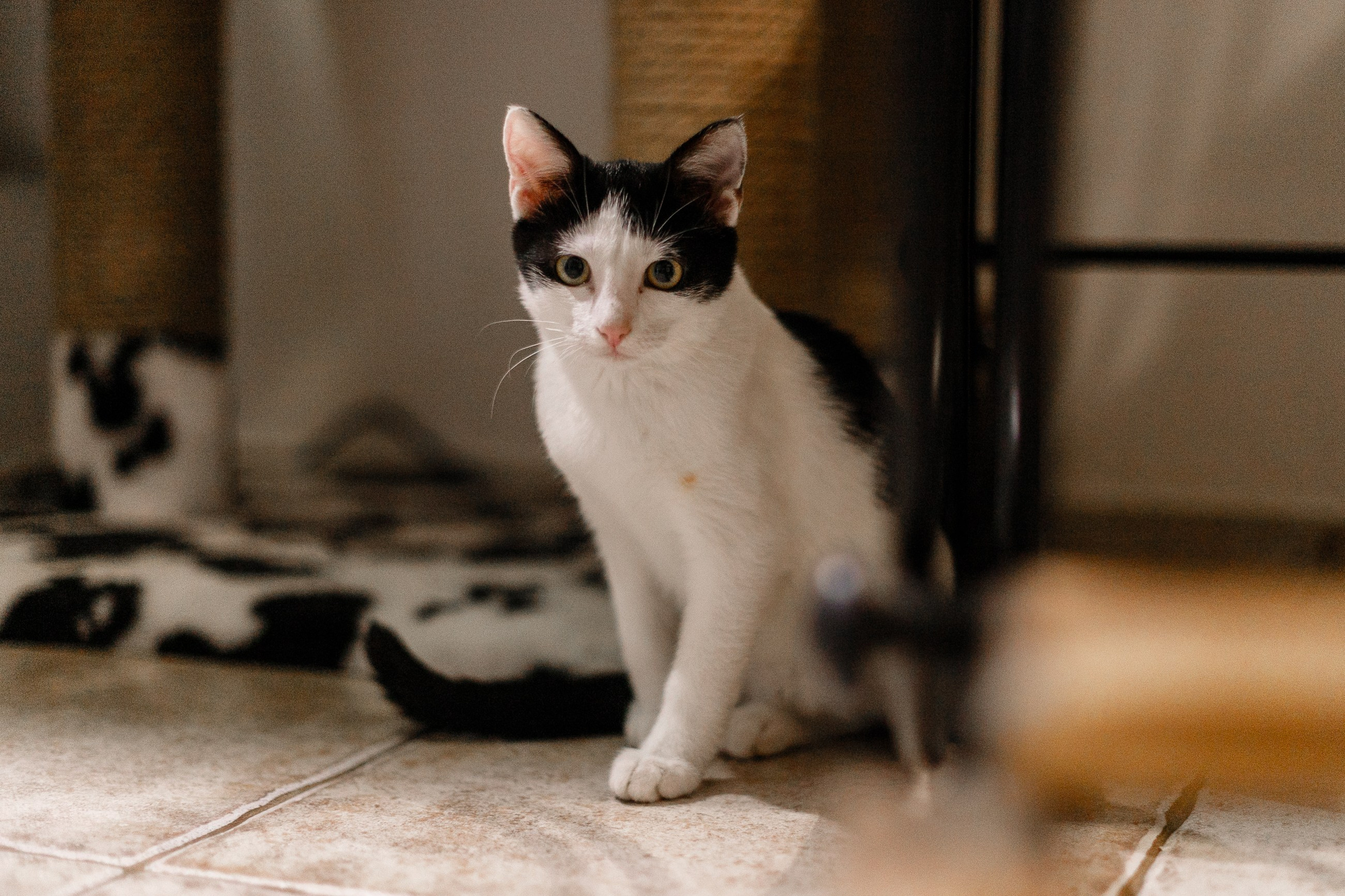 Pack of cats in the home. Kaja | fotograf we Wrocławiu | ludzie i psy