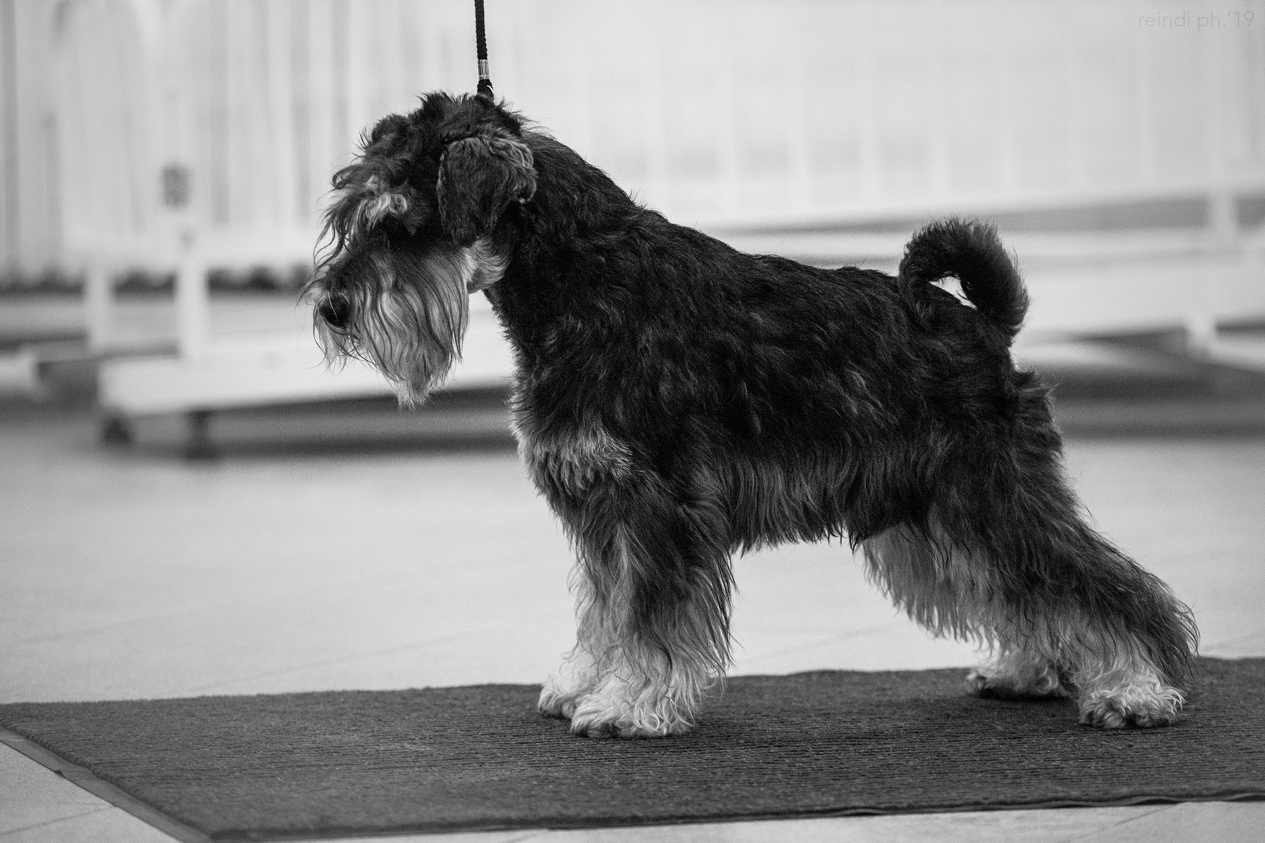 Dog handling hall. Kaja | fotograf we Wrocławiu | ludzie i psy