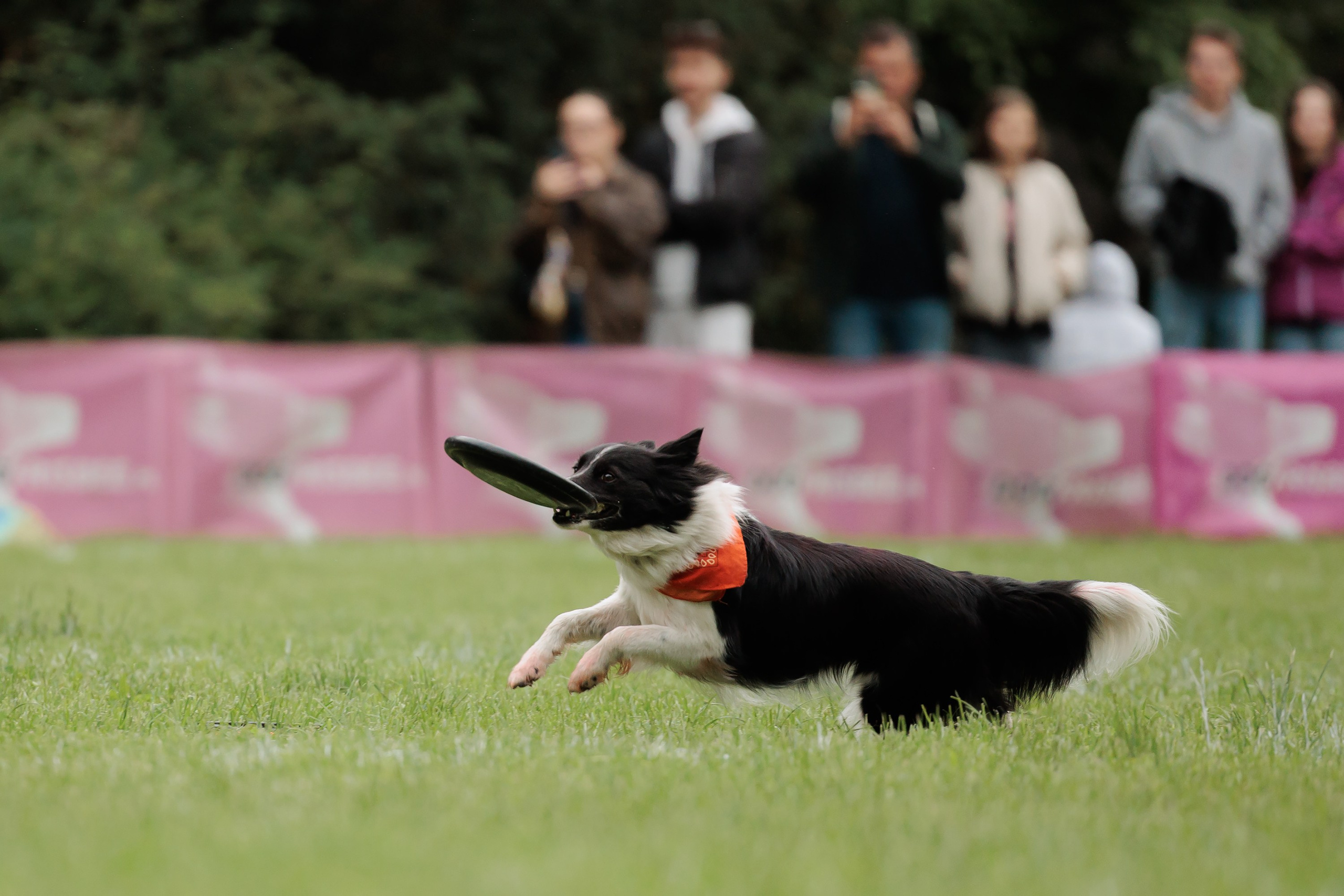 Latające psy, Wrocław'25. Kaja | fotograf psów we Wrocławiu