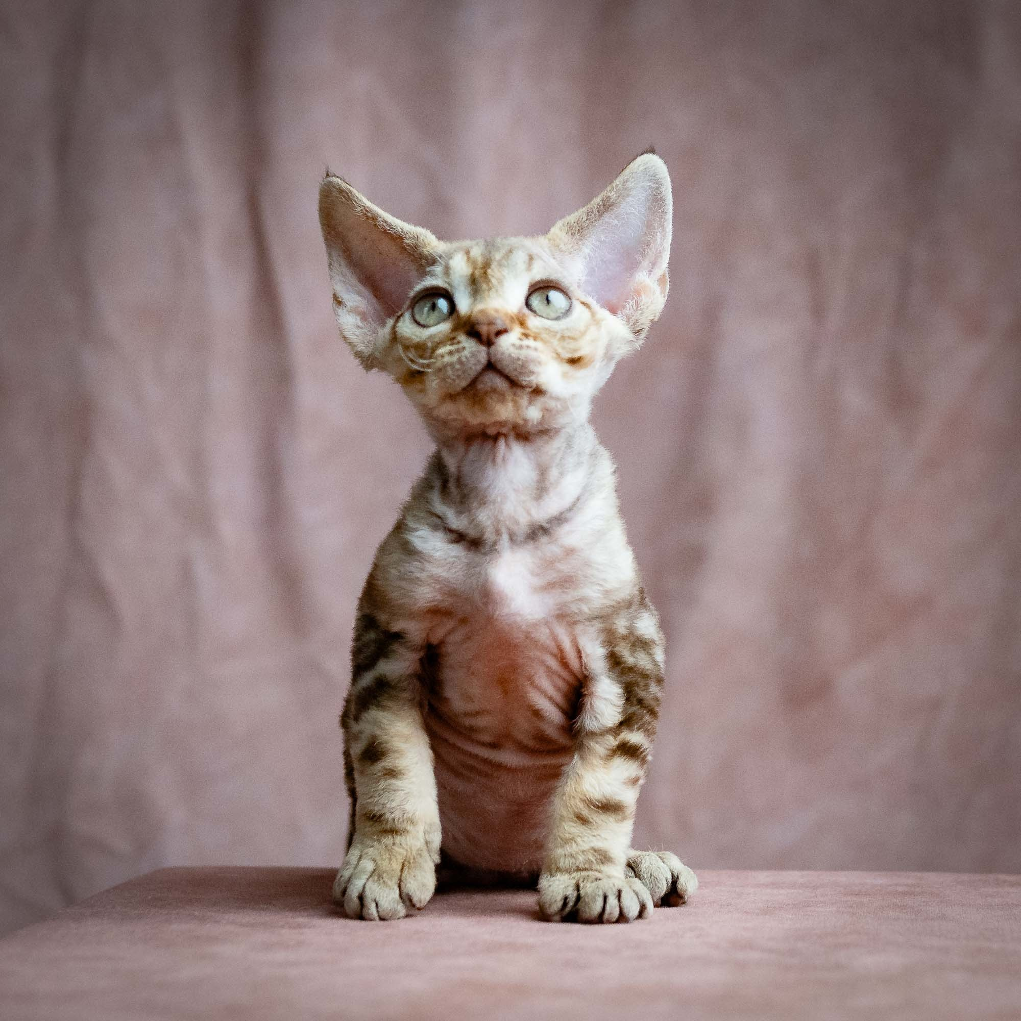 Sirius, boy, born 05.15.26. Devon Rex Pixie Cattery