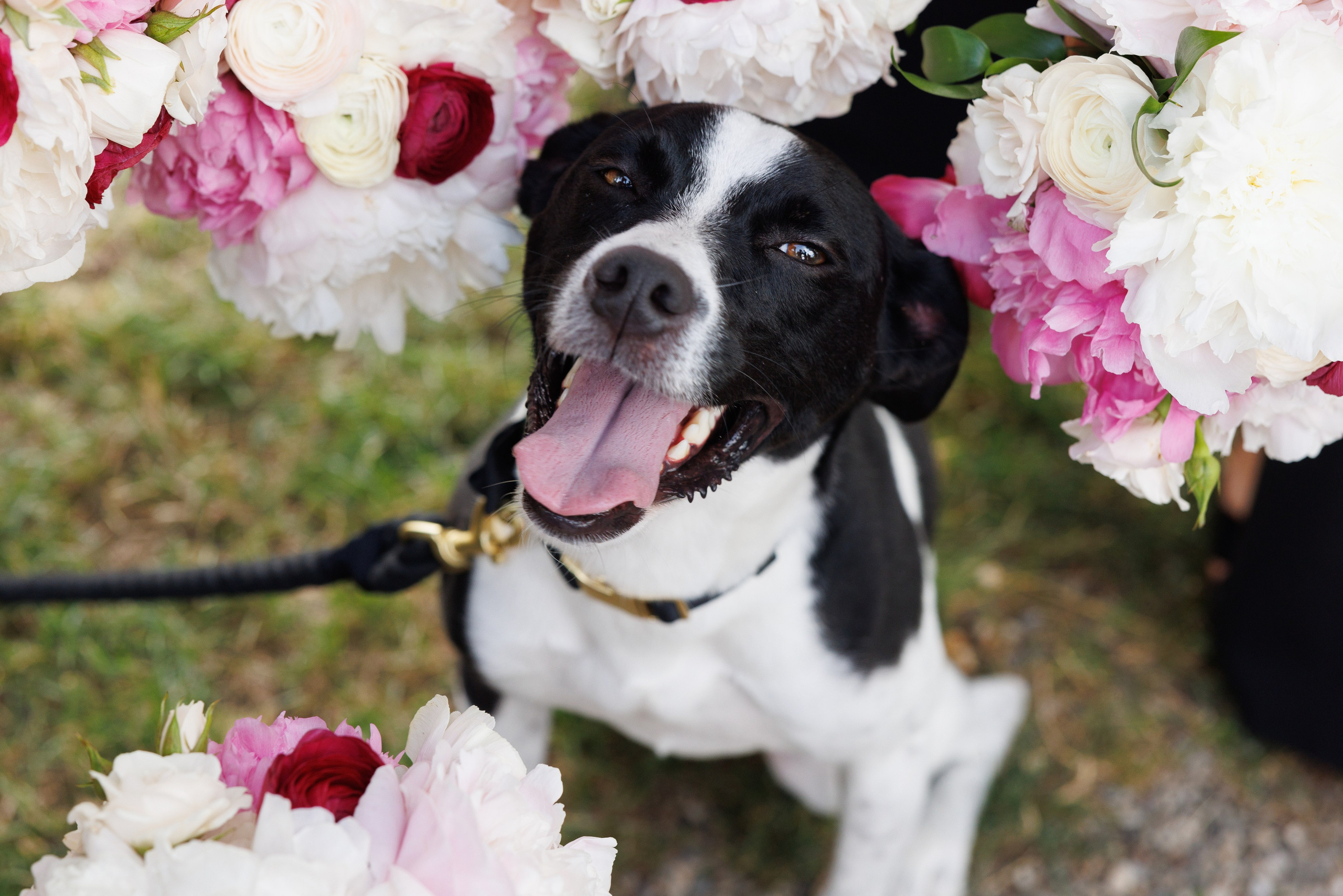 Angelica & Conor. Wedding Photo & Video