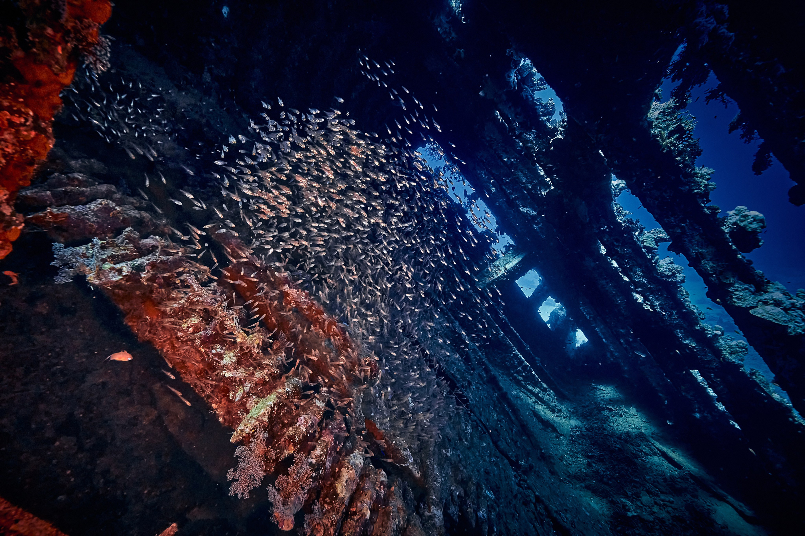 Mieszkańcy mórz. Andriej Szypilow — Photography & Videography