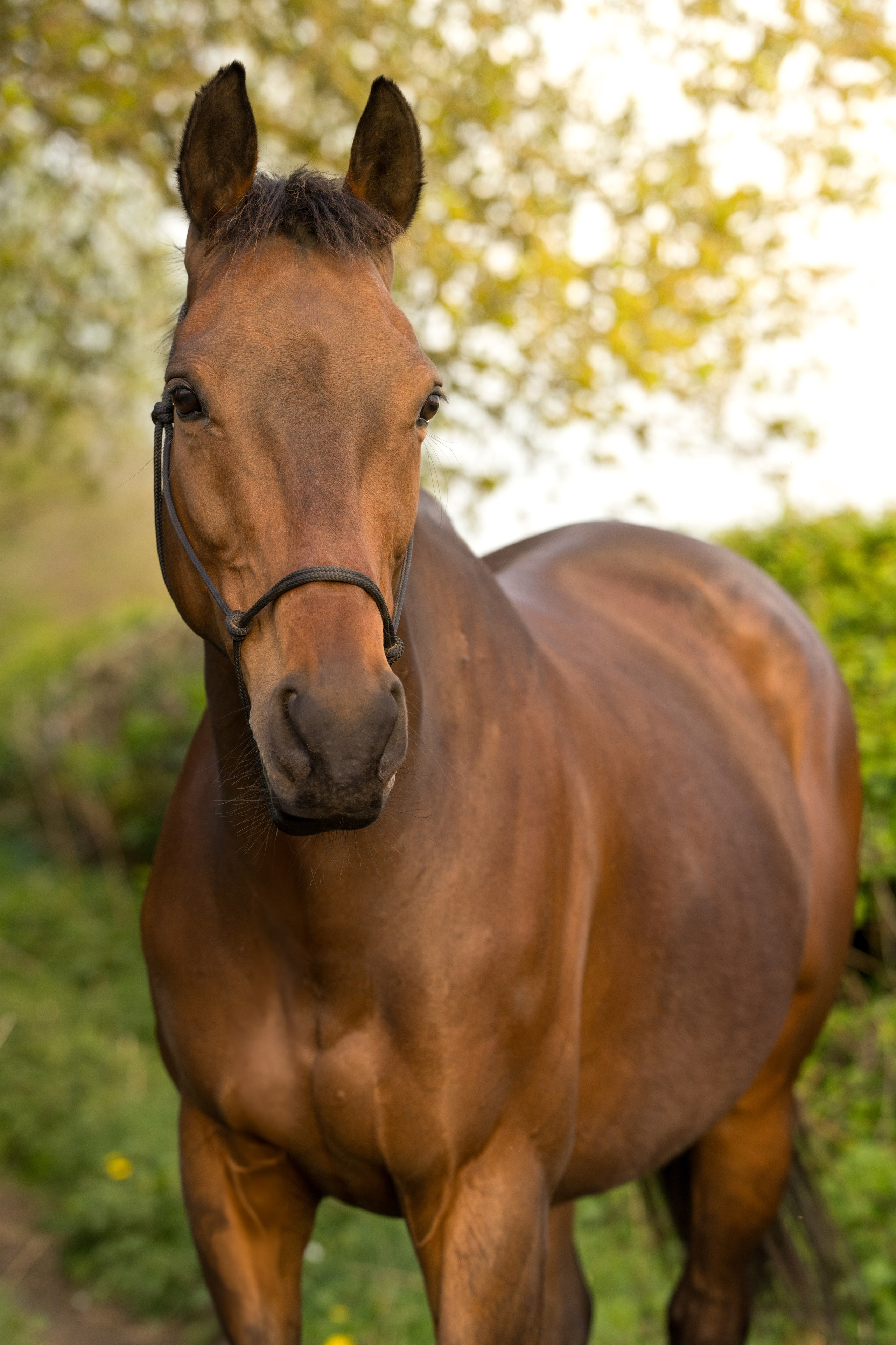 Strong posture of a bay horse standing in an open field during equine shoot