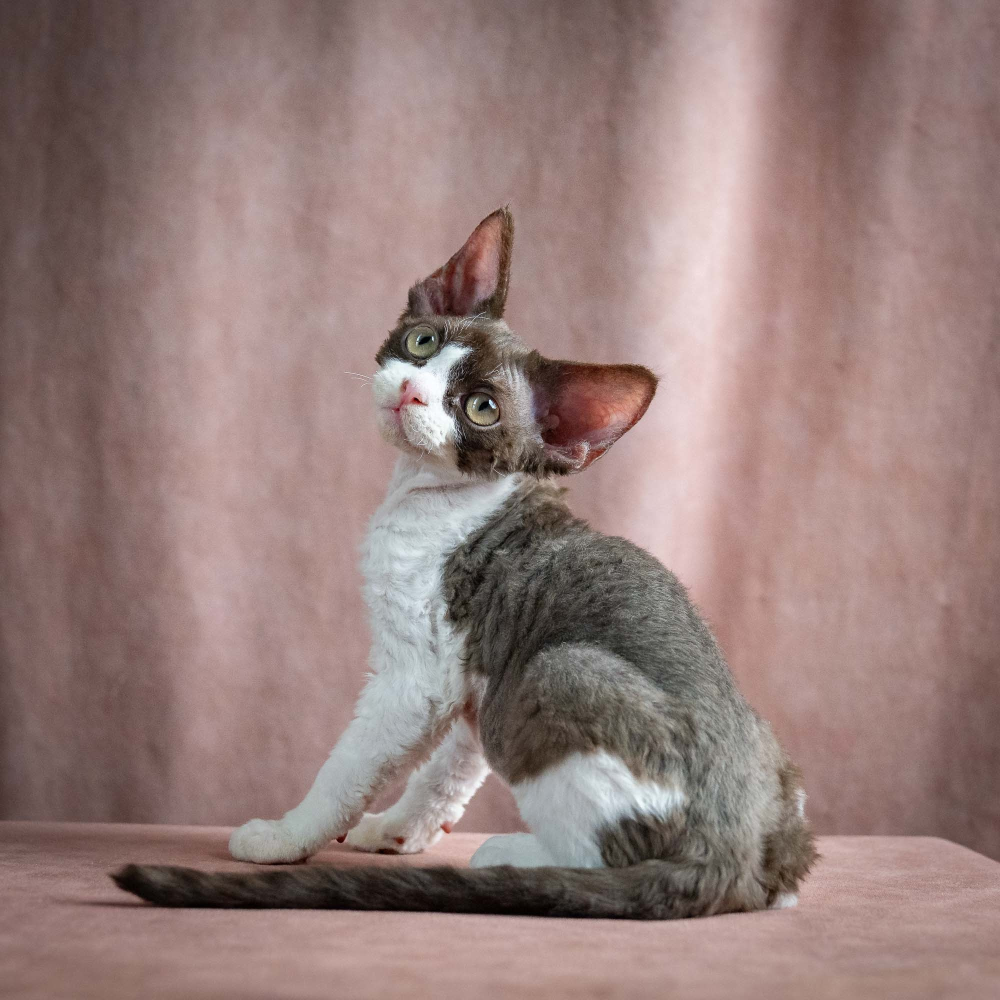 Pascal, boy, born 02.11.26. Devon Rex Pixie Cattery