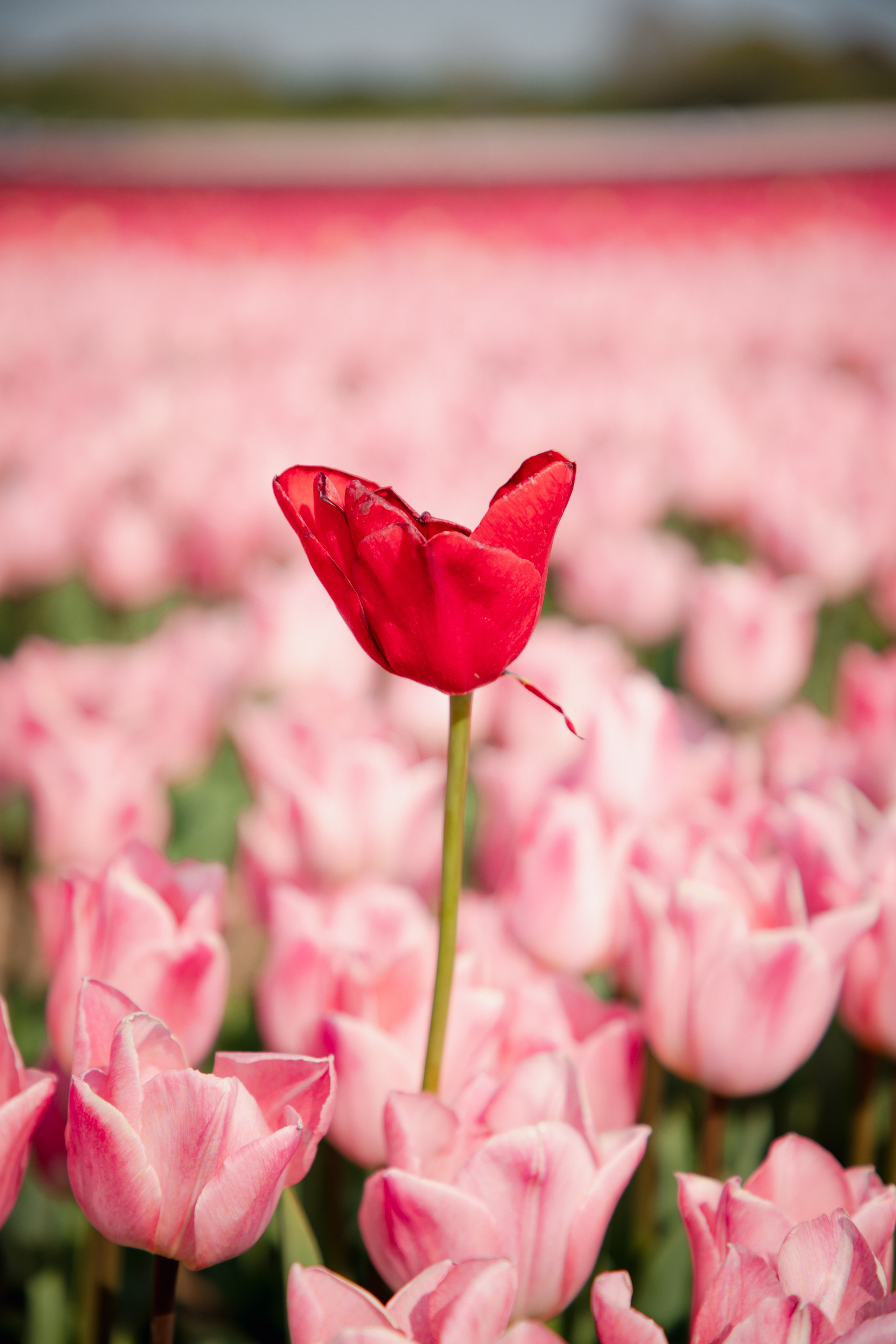 Fields of Tulips. PORTRAIT|FAMILY|CHILDREN|BRAND PHOTOGRAPHER UK, CAMBRIDGESHIRE