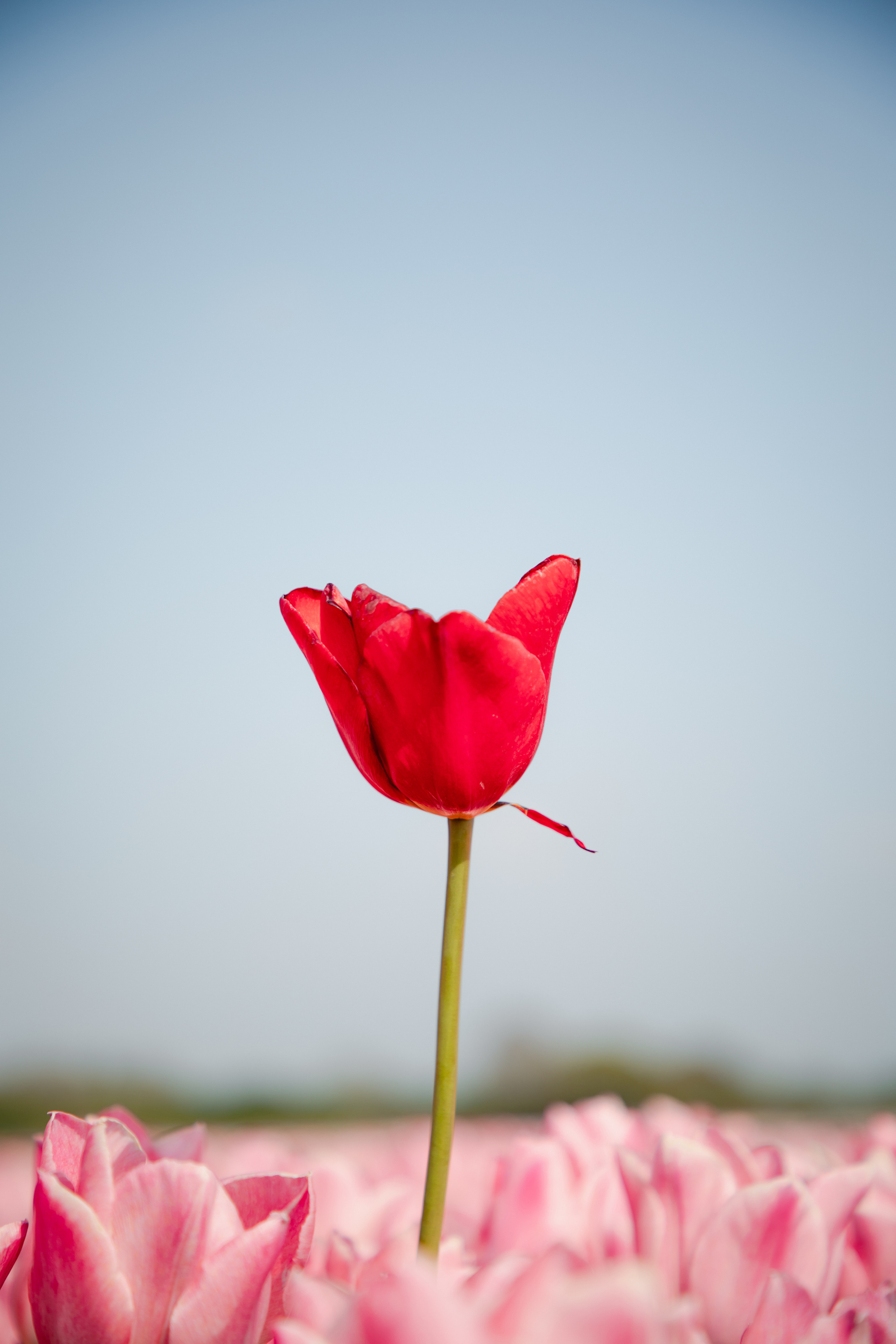 Fields of Tulips. PORTRAIT|FAMILY|CHILDREN|BRAND PHOTOGRAPHER UK, CAMBRIDGESHIRE