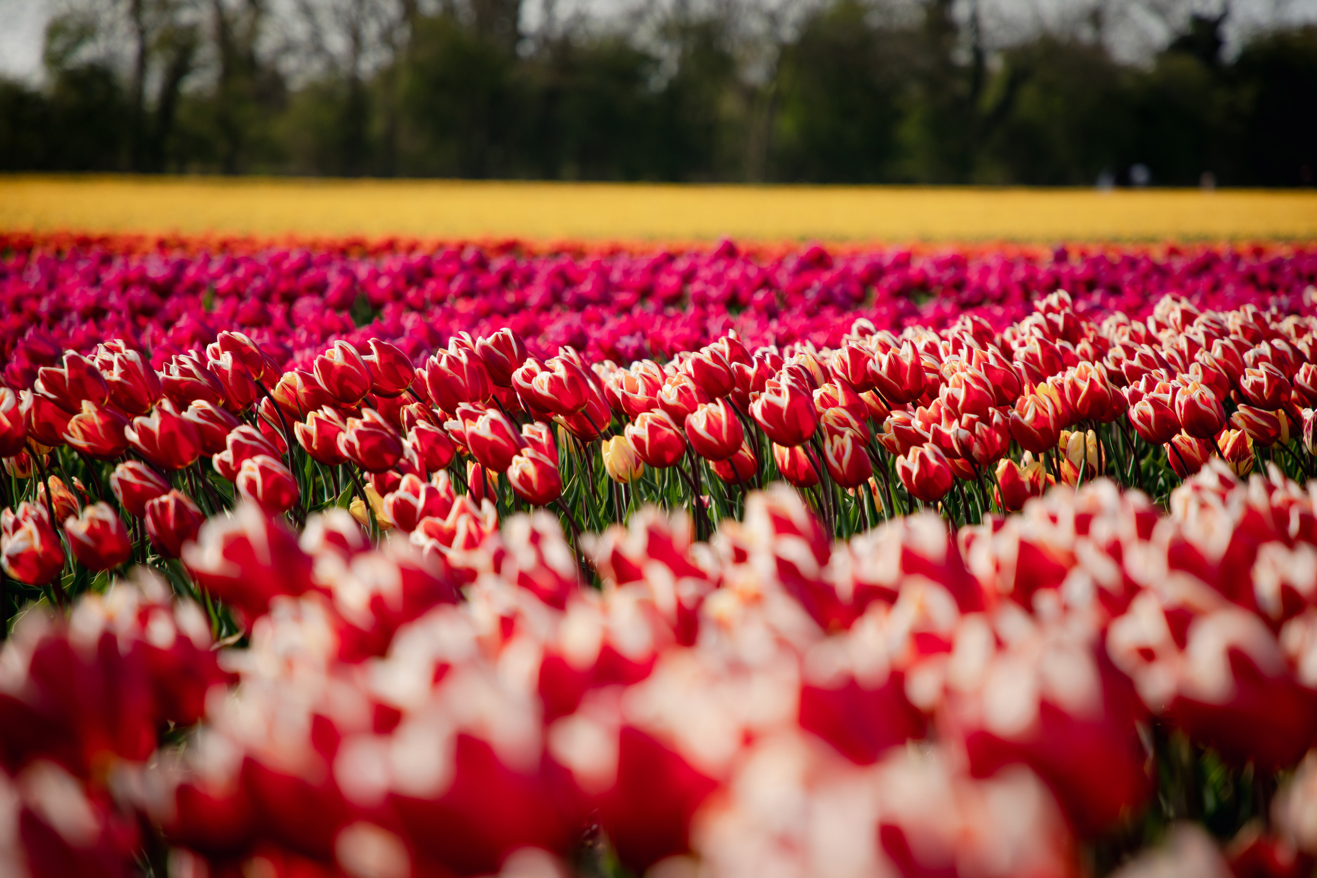 Fields of Tulips. PORTRAIT|FAMILY|CHILDREN|BRAND PHOTOGRAPHER UK, CAMBRIDGESHIRE