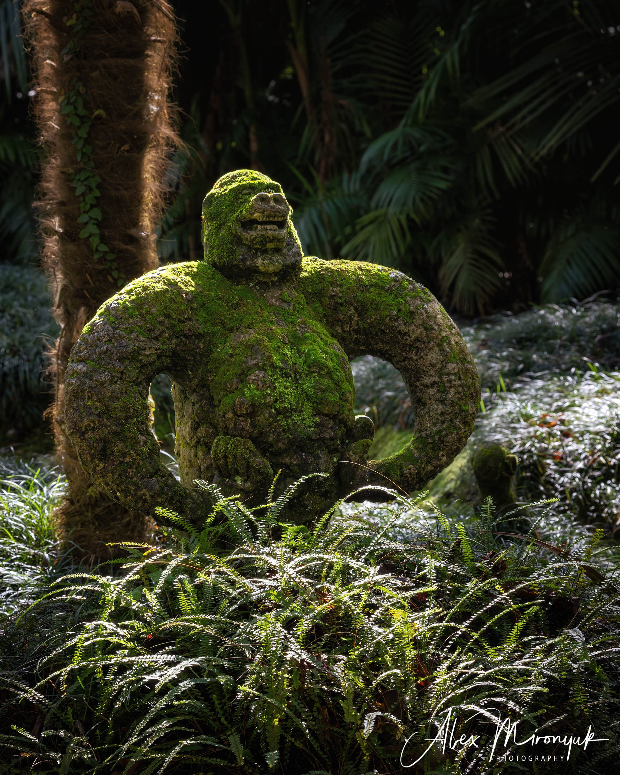 Madeira And Azores. Pet, Senior, Landscape, portrait studio, photographer in Miami and Sou