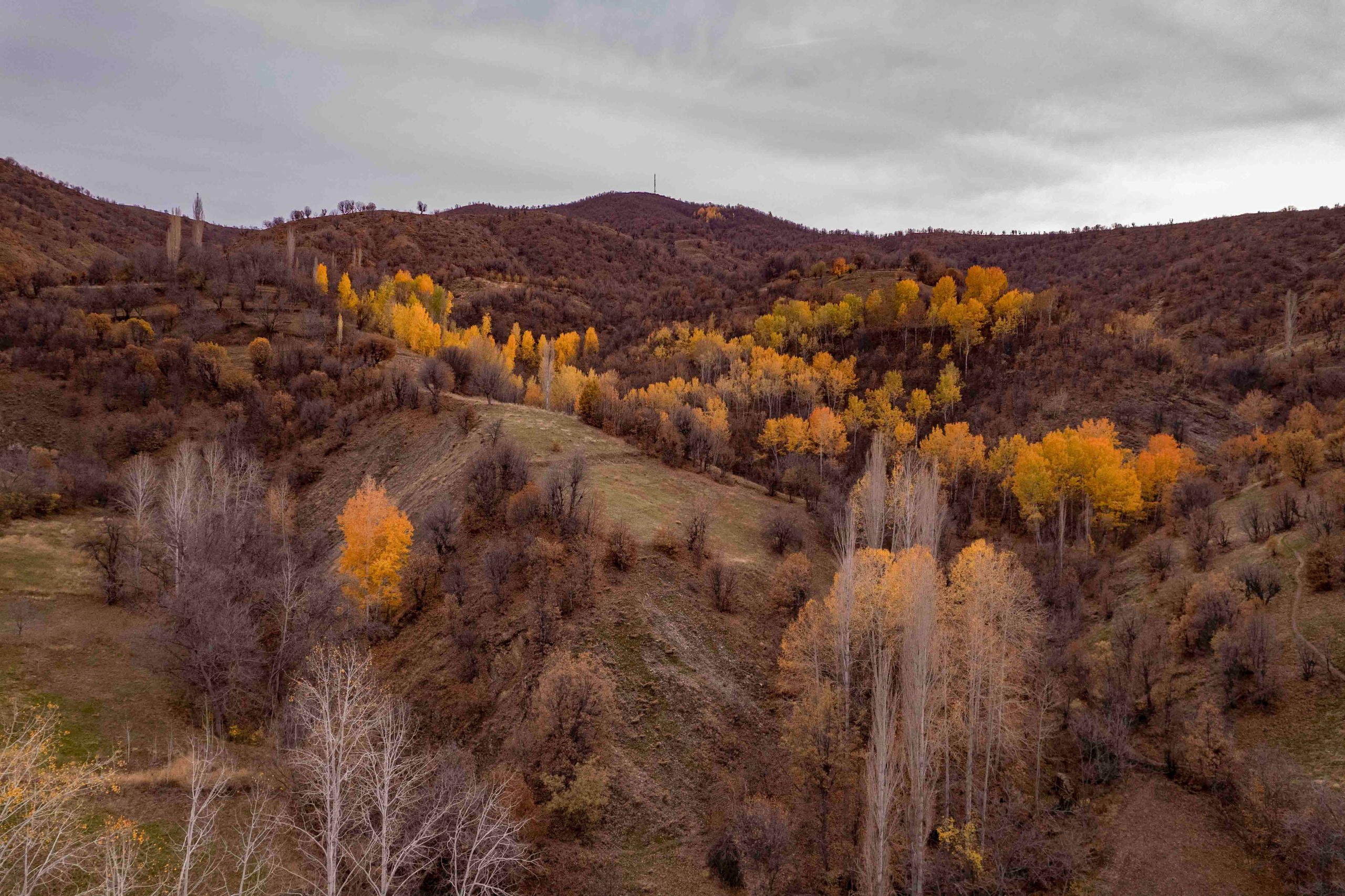 Фото. Брахим — фотограф