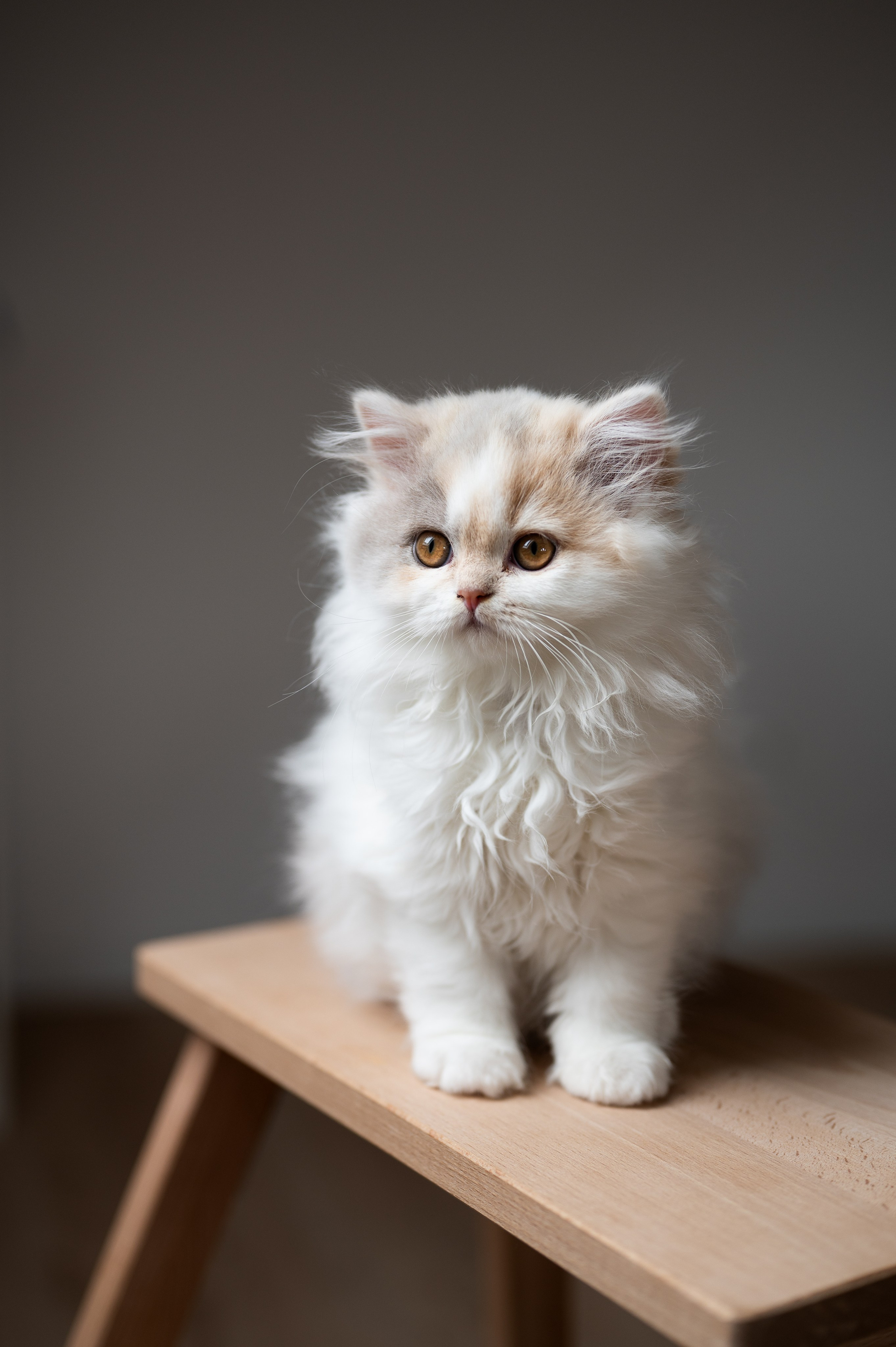 Kätzchen. Tierfotografie und Familienfotografie in der Hallertau