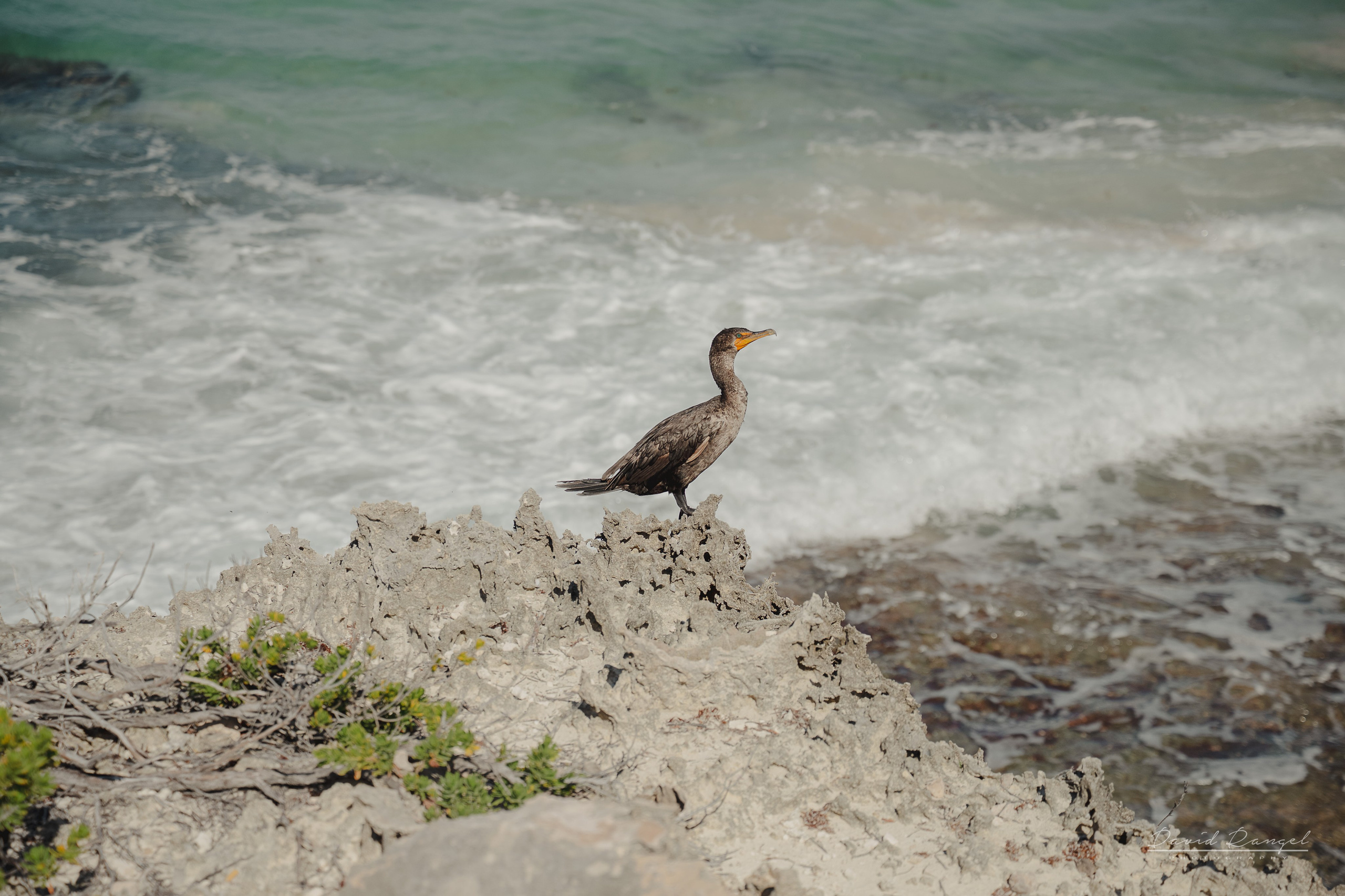 Destination Wedding on Isla Mujeres