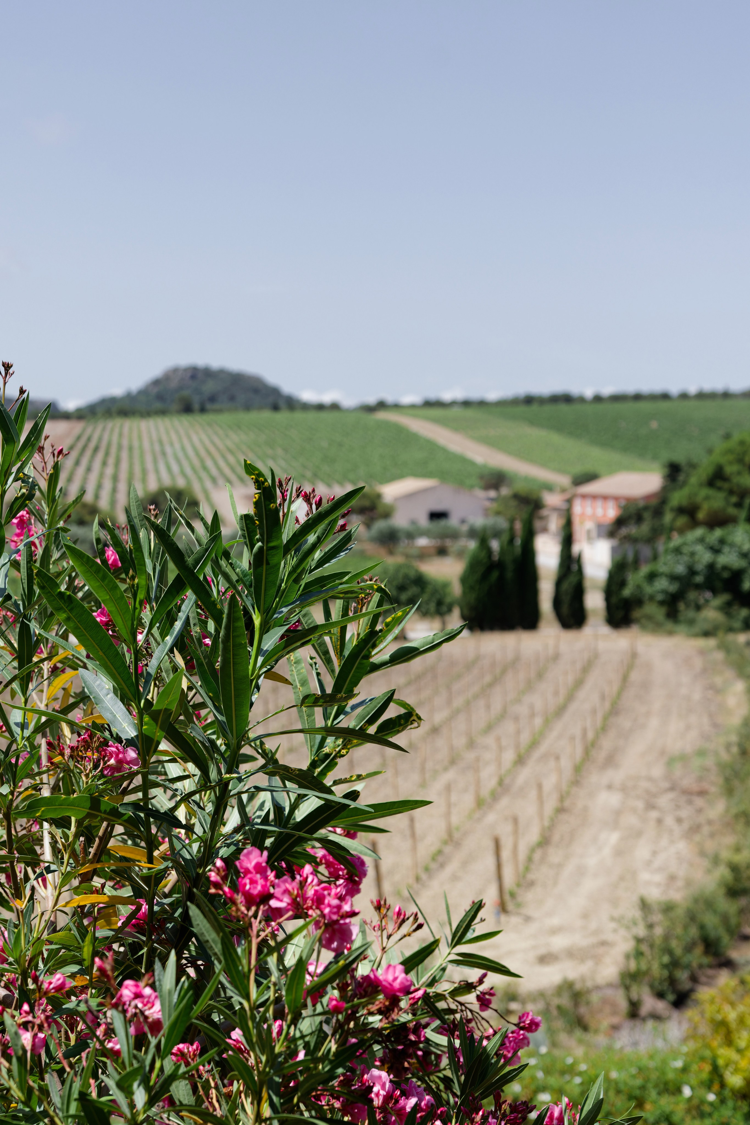 Wedding at Château L’Hospitalet in Narbonne, France. Destination Wedding Photographer — Nikita Burtsev