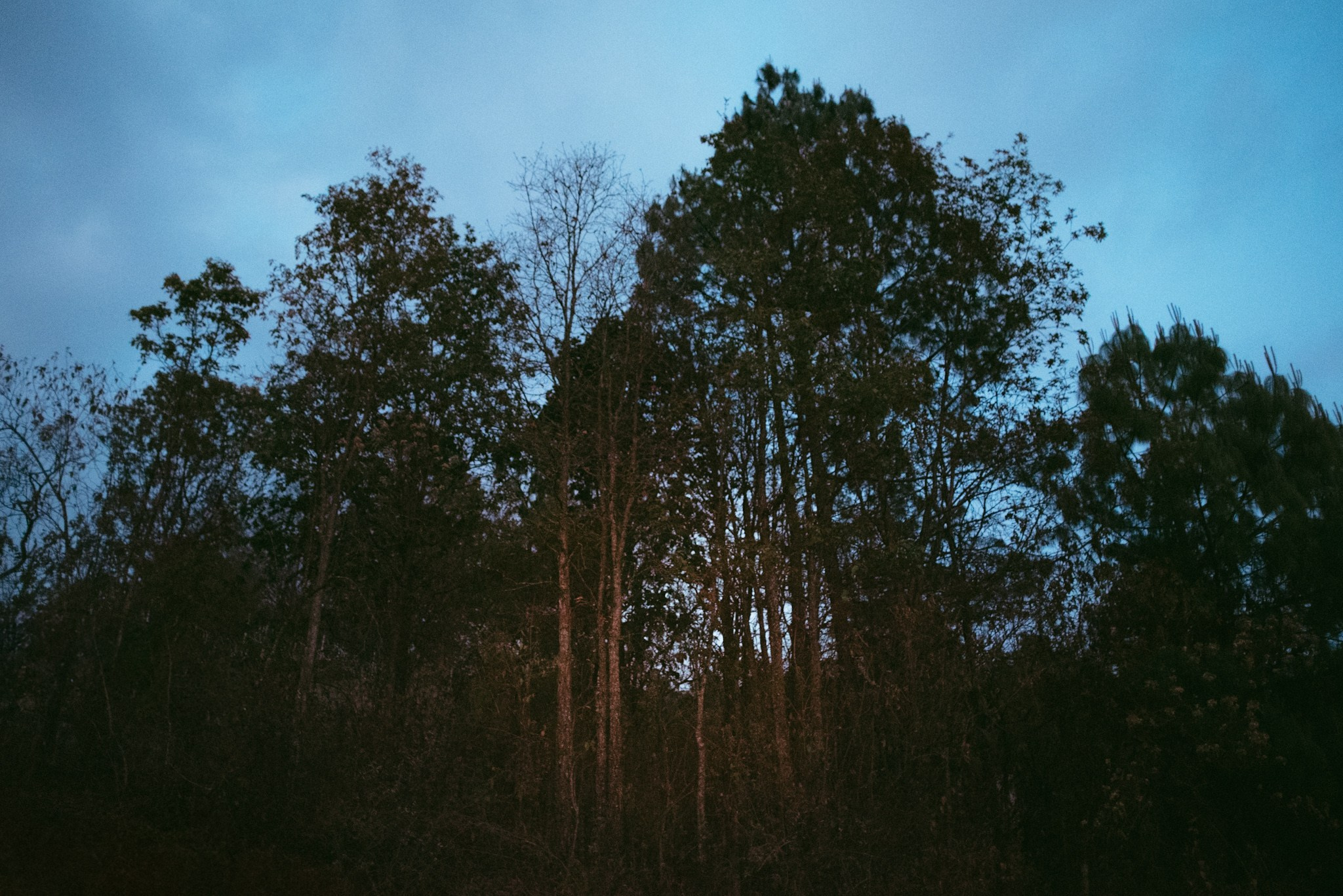 Bosques de San Cristóbal. 2025. Fotógrafo en Villahermosa | ERALPUCHE