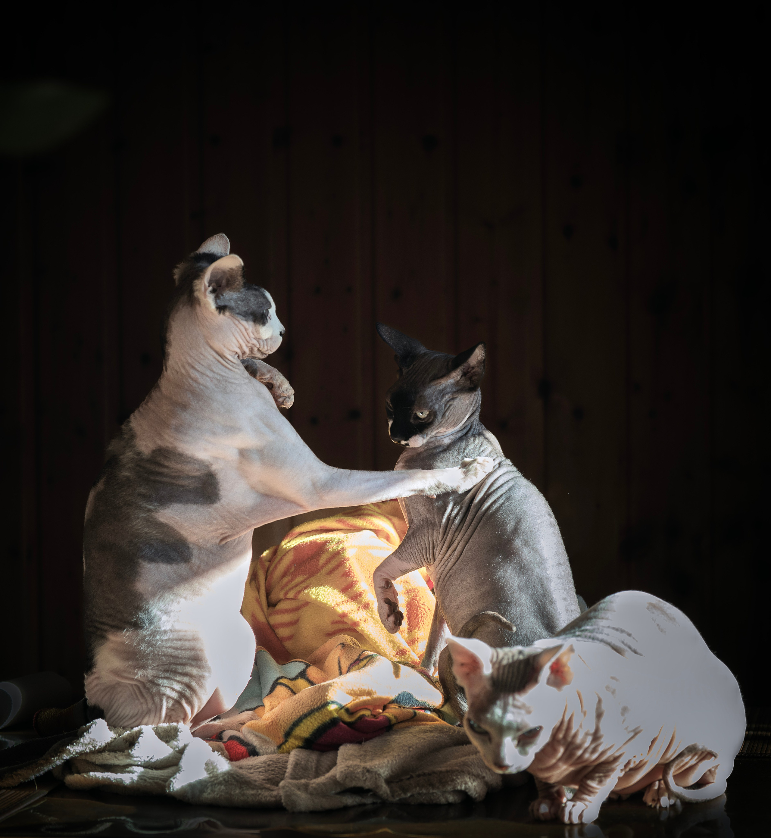 Katzen. LUKIN IGOR Photography