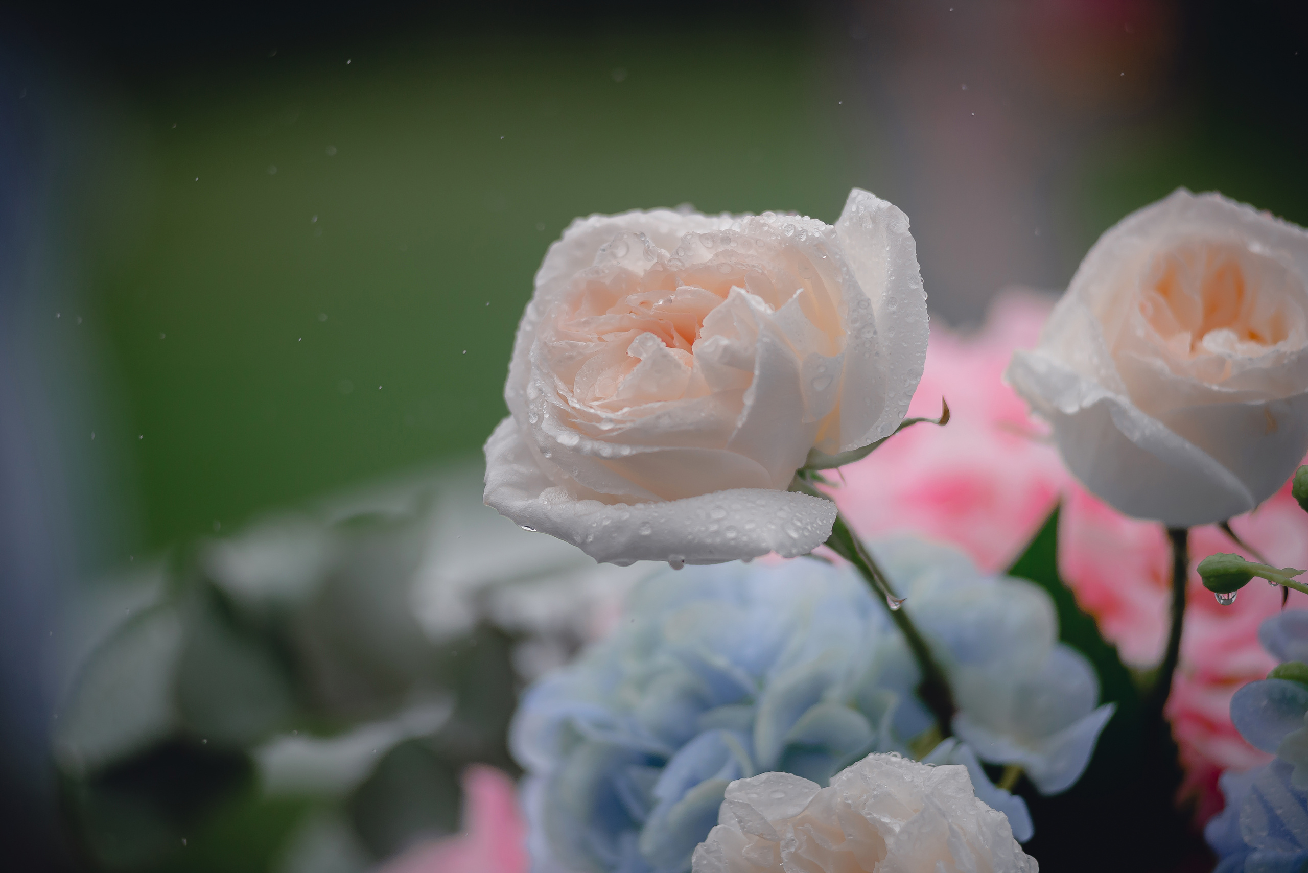 Роман и Ксения. Свадебный и семейный фотограф Екатерина Шестакова