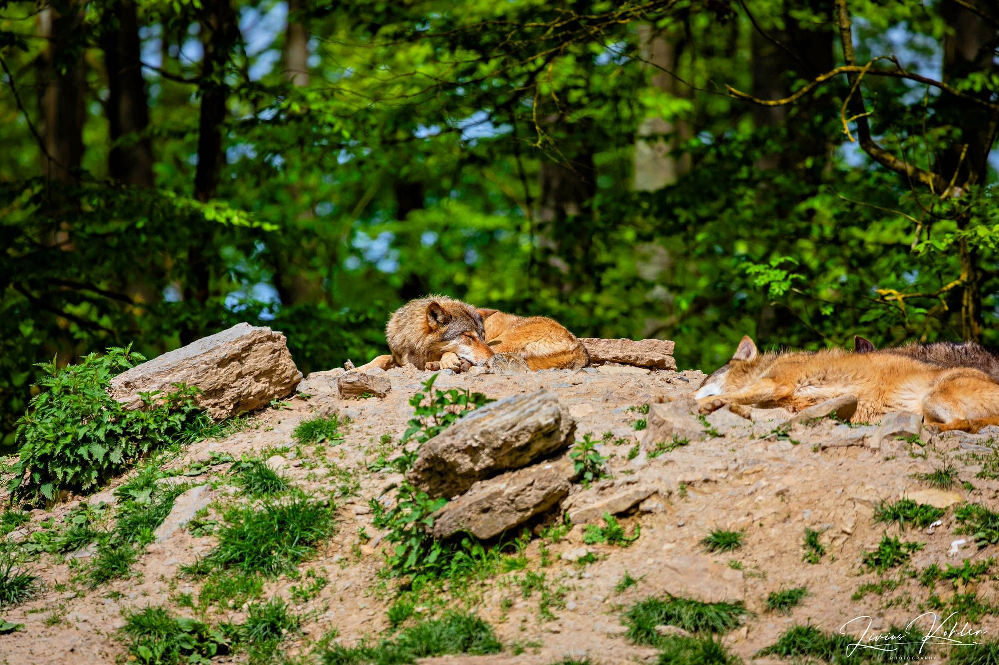 Wildpark Bad Mergentheim. FOTO KREATIV