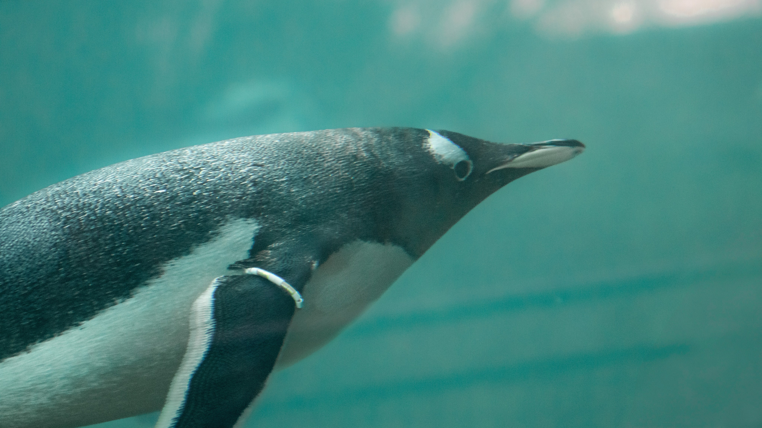 Nature. Portrait and Street photographer in Vilnius Edgar Shaipunas