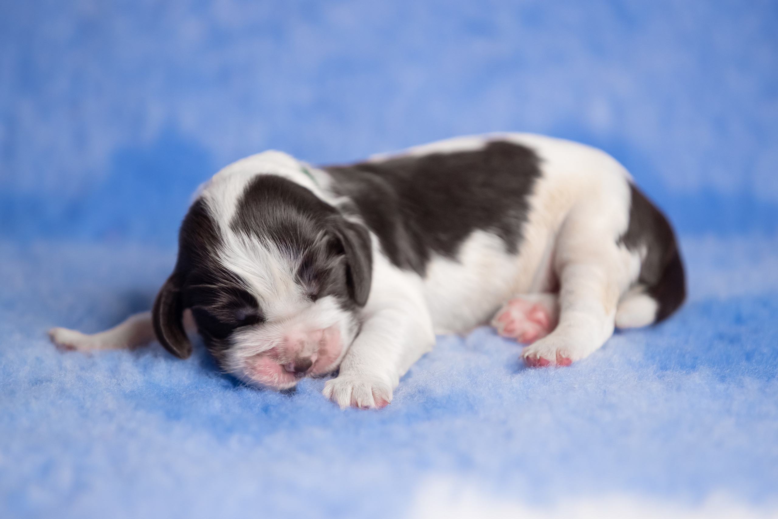 Male — Green collar 💚. Website of the titled stud dog of the Springer Spaniel breed