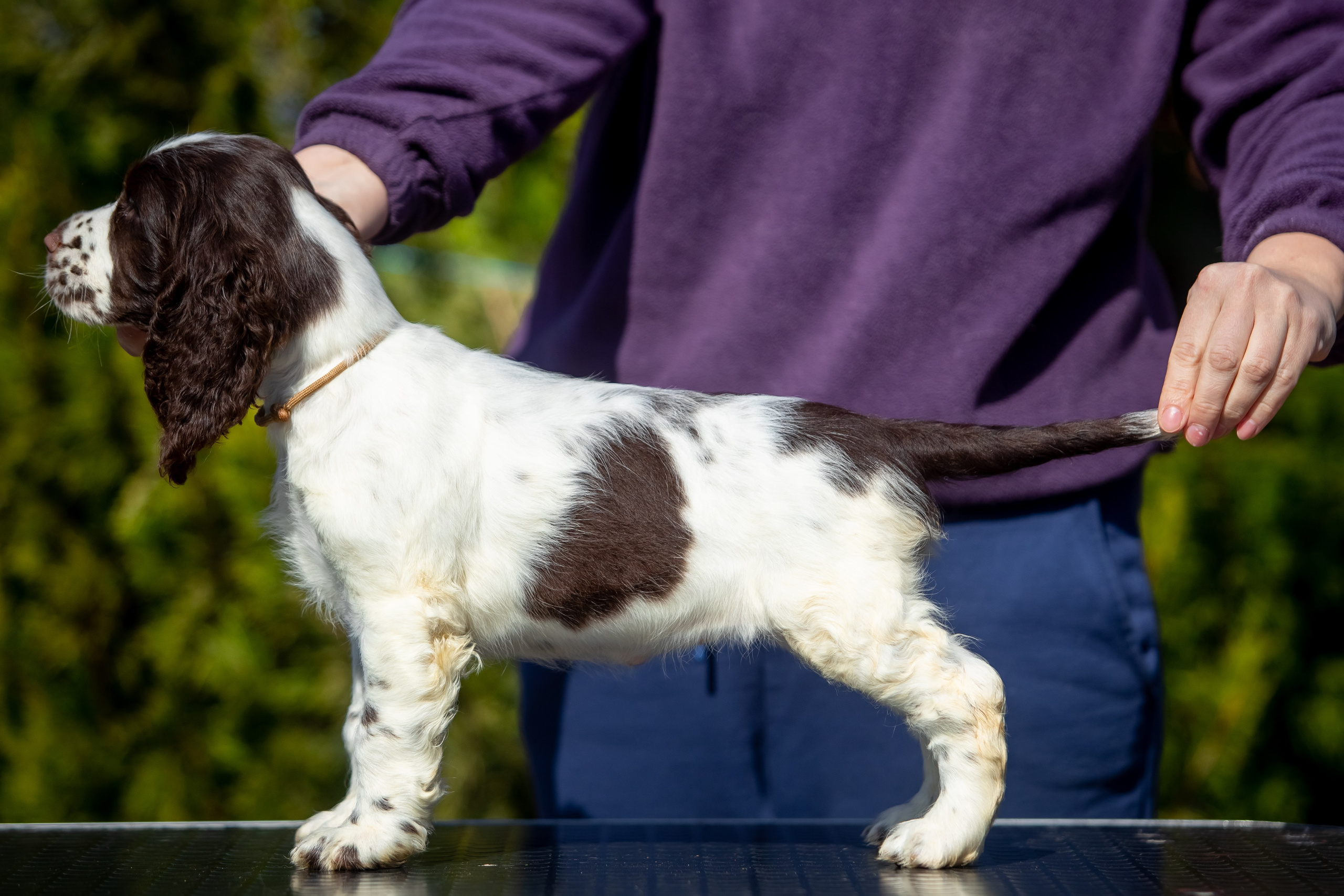 Female — Grey collar 🩶. Website of the titled stud dog of the Springer Spaniel breed