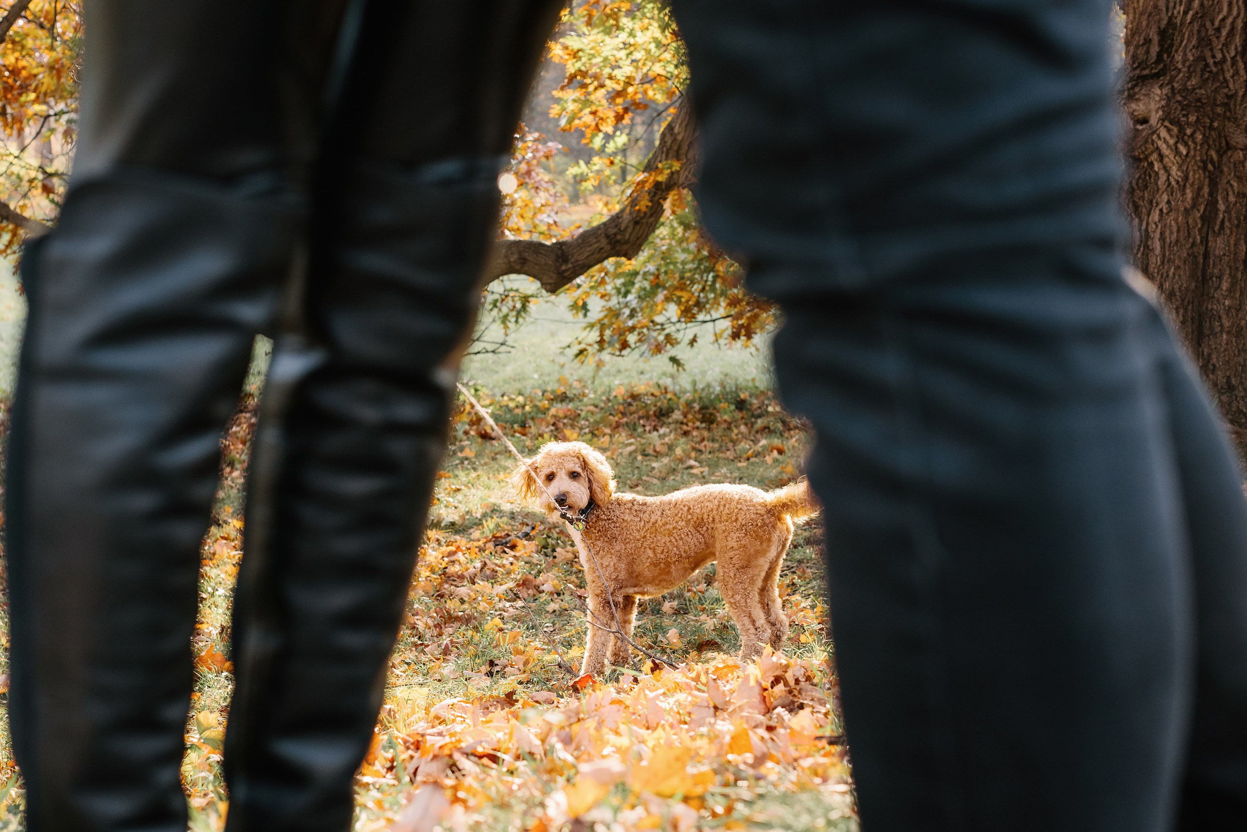 11.02.2024 Love Story. Wedding family event photographer in Chicago Nick Yushevich