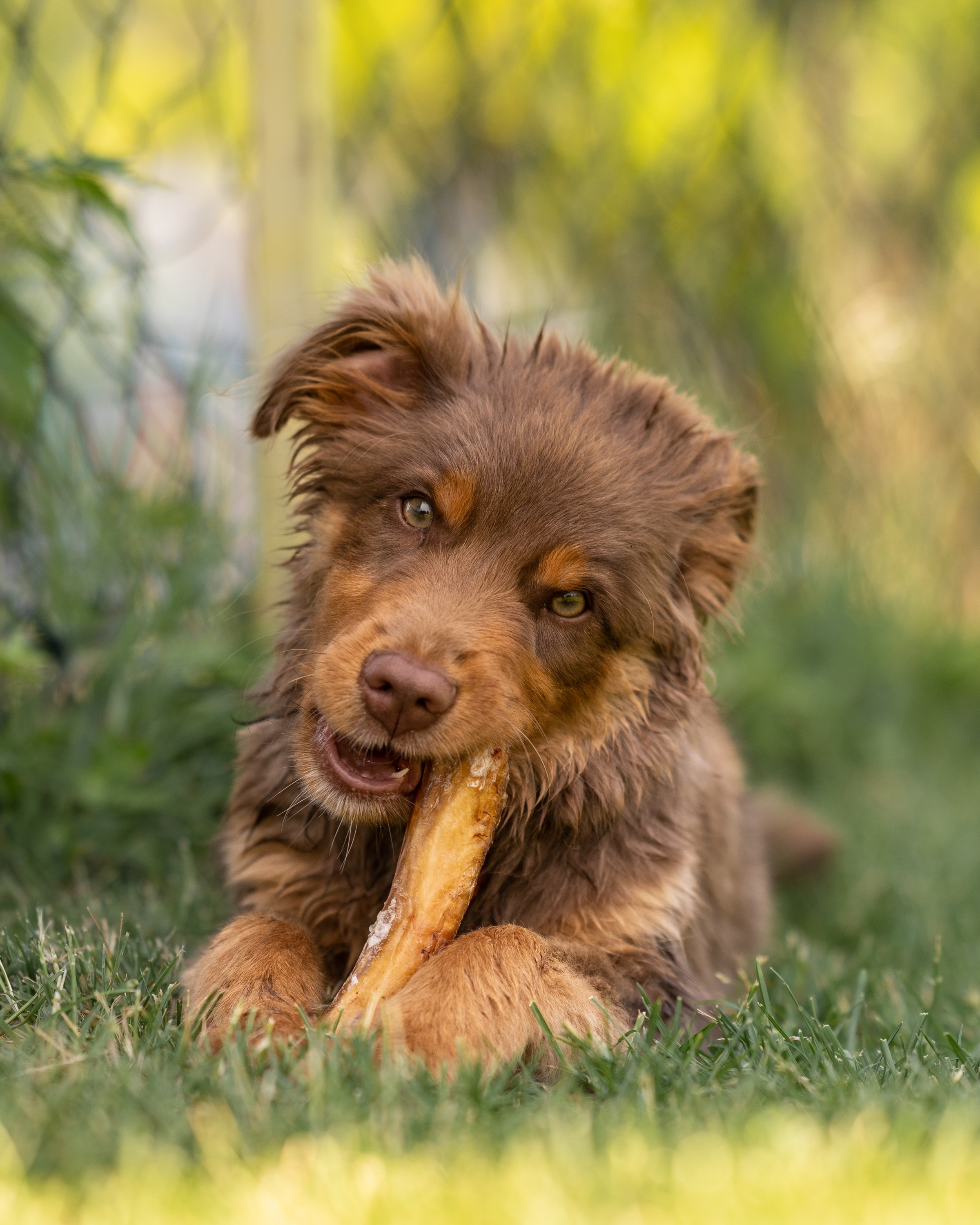 Commercial & UGC Pet Product Photography by Tanya Asfir. Tanya Asfir — Pet & Animal Photographer | Belgrade, Serbia