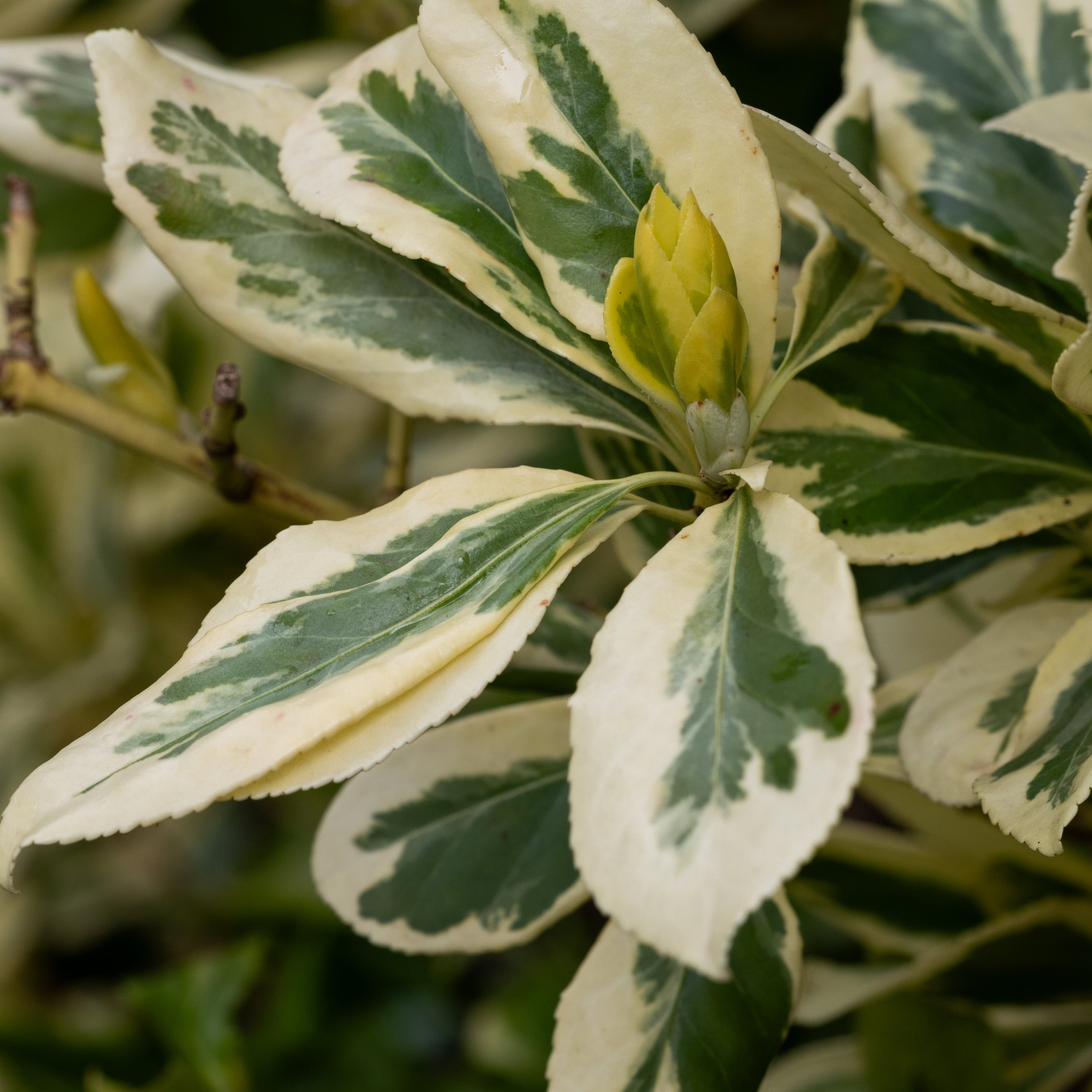 Forår. Fotograf Aarhus | Portrætfoto Århus | Flotte billeder