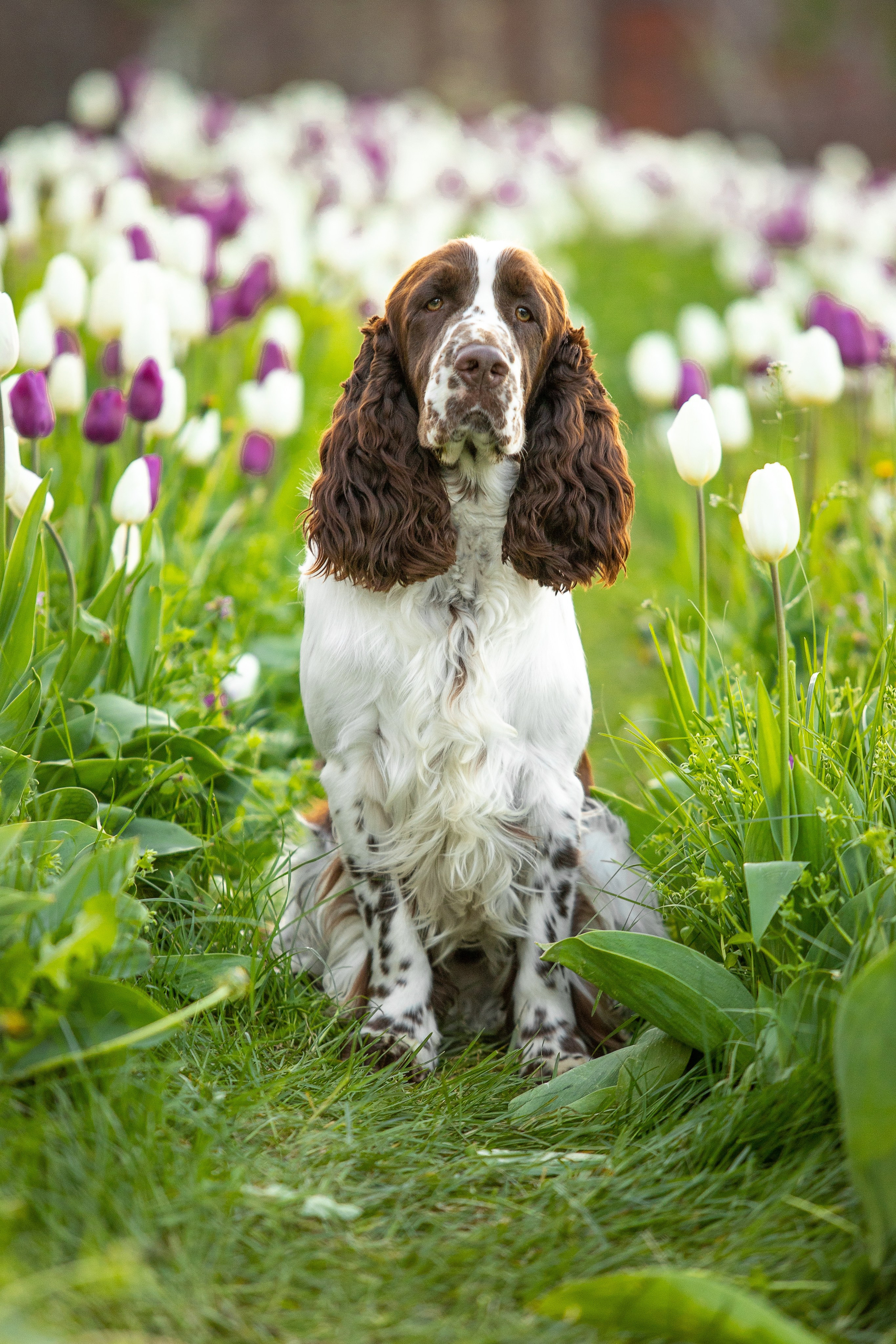 portrait of an English Springer Spaniel