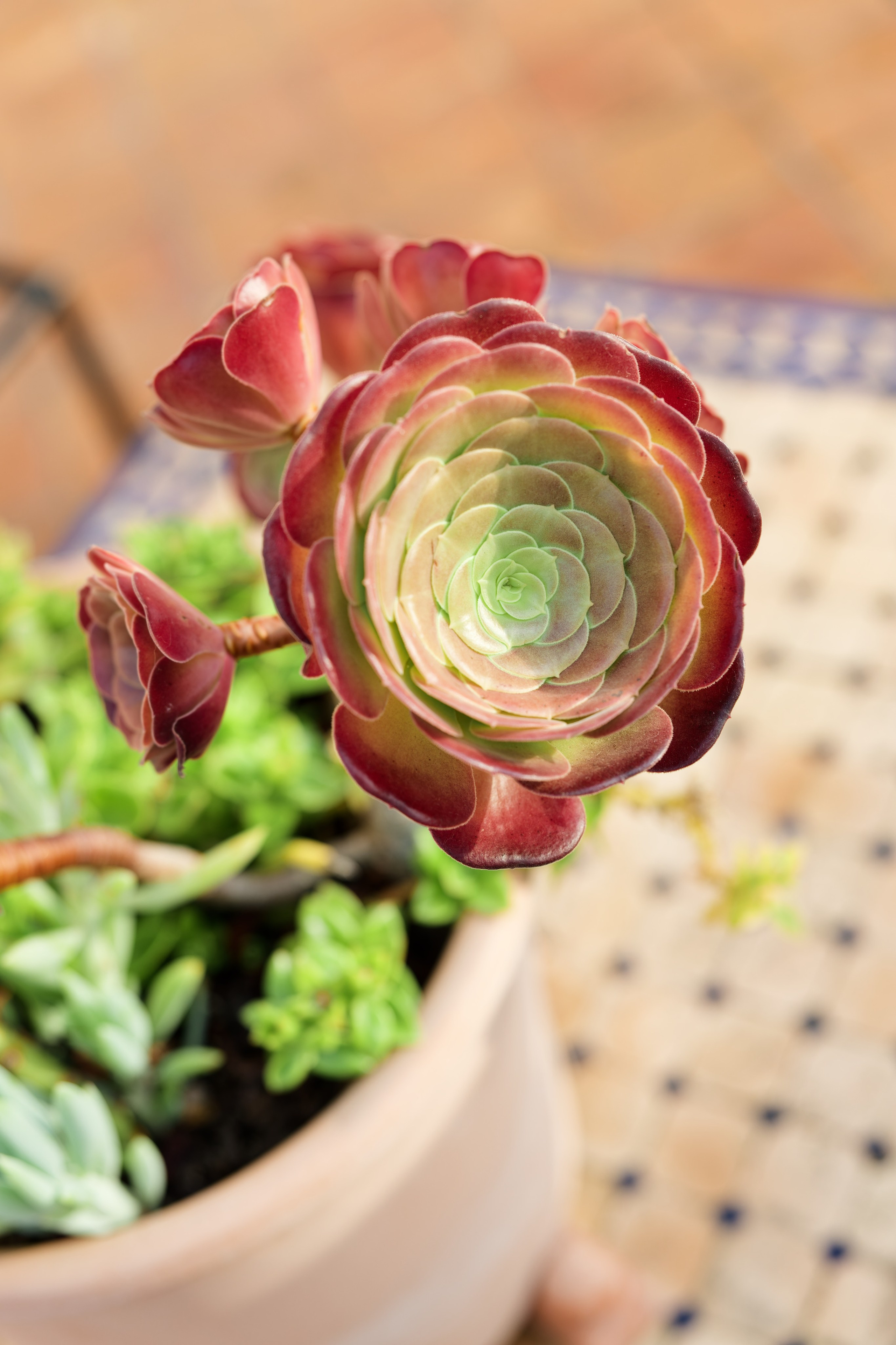 Welcome dinner of Gracie & Joe at Gran Villa Rosa